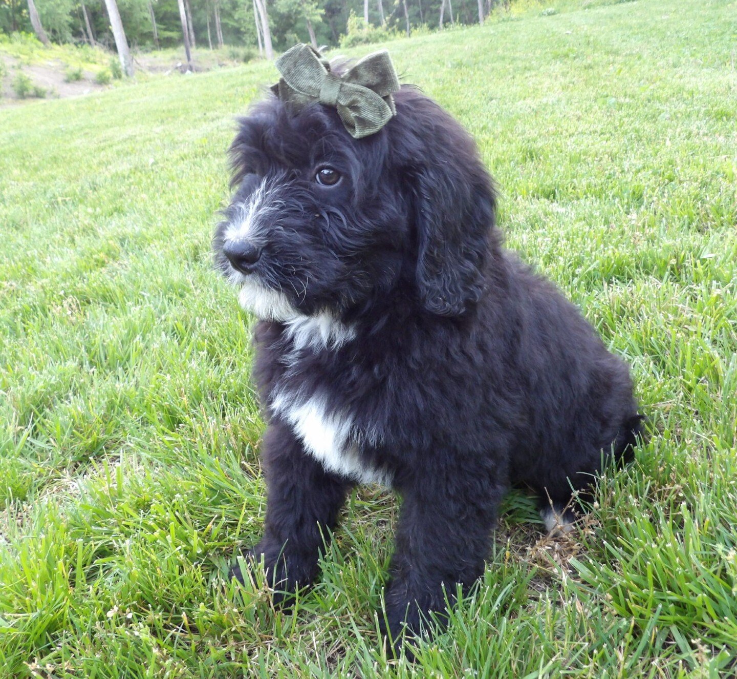 Tommy Male Bernedoodle image 4
