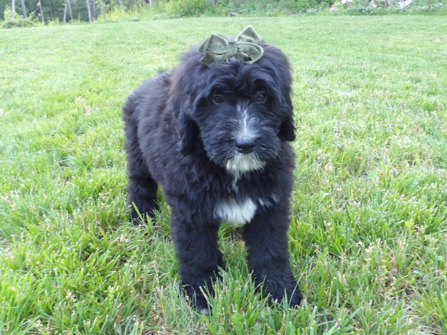 Tommy Male Bernedoodle image 2