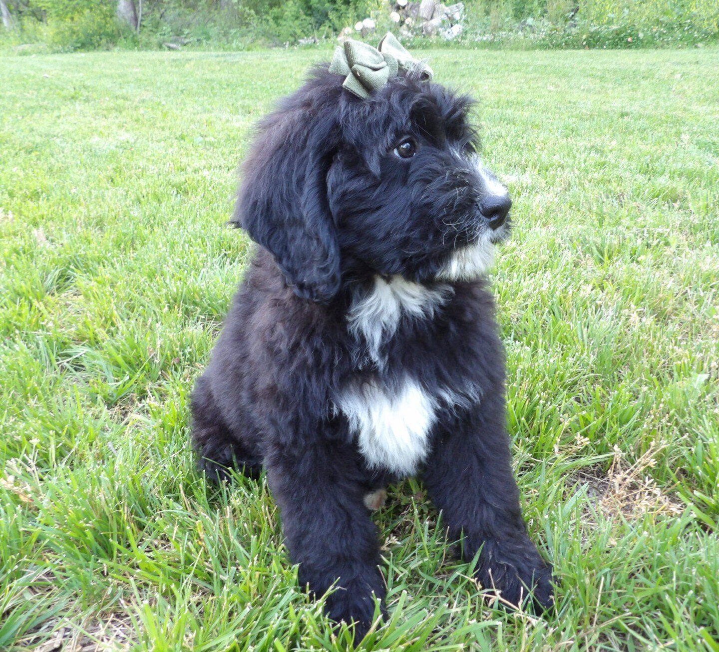 Tommy Male Bernedoodle image 5