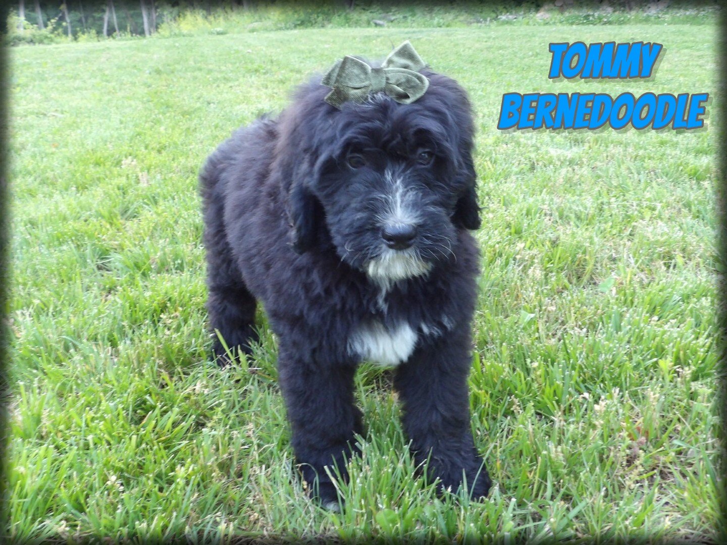 Tommy Male Bernedoodle image 1