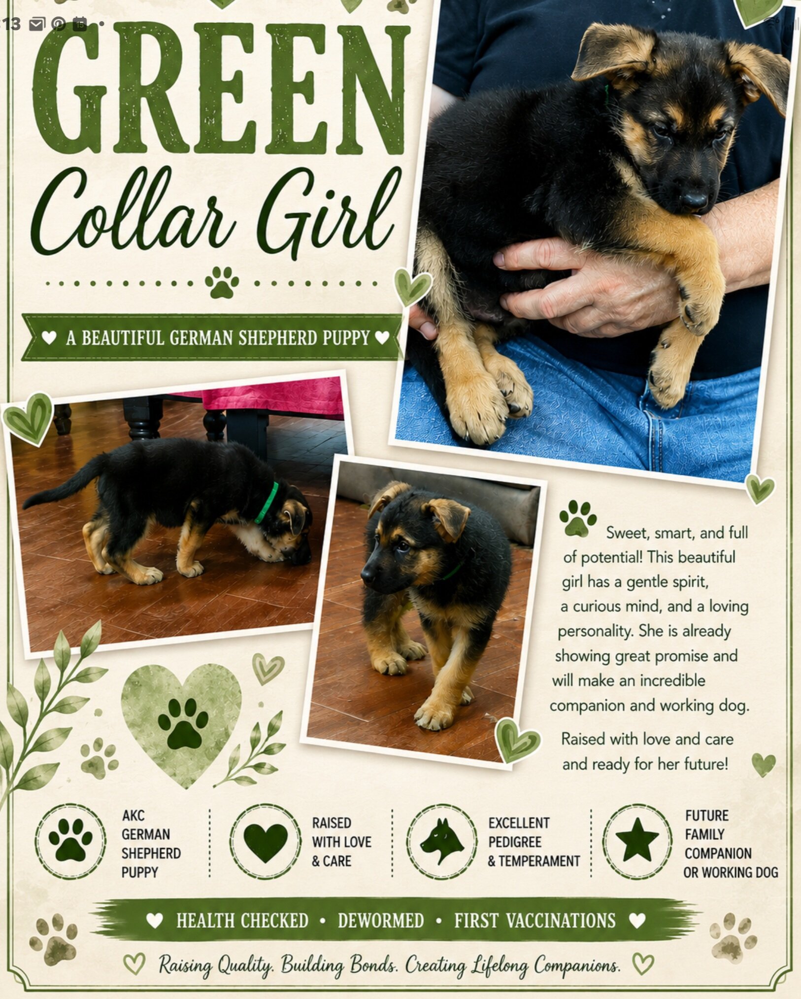German Shepherd puppies AKC image 2