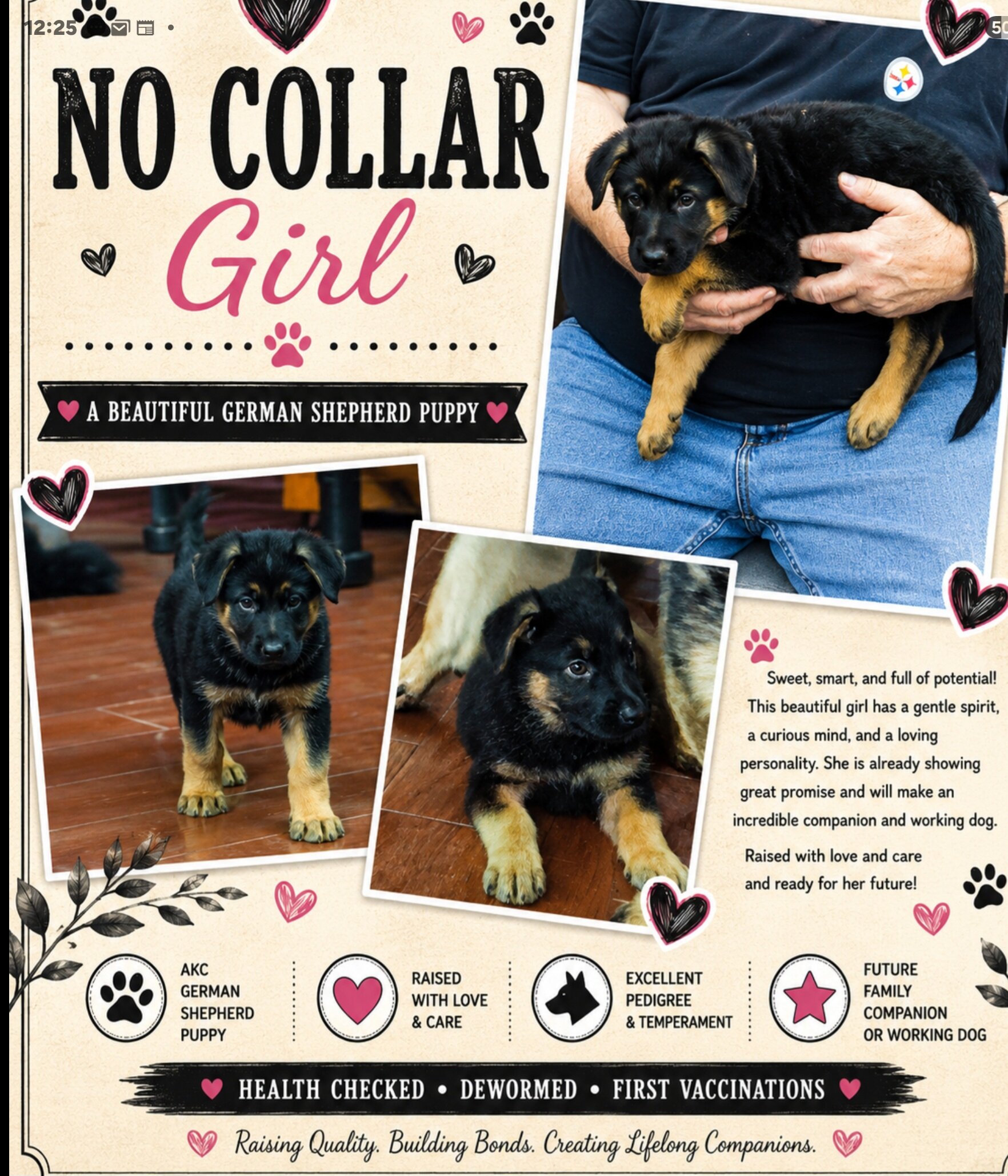 German Shepherd puppies AKC image 1