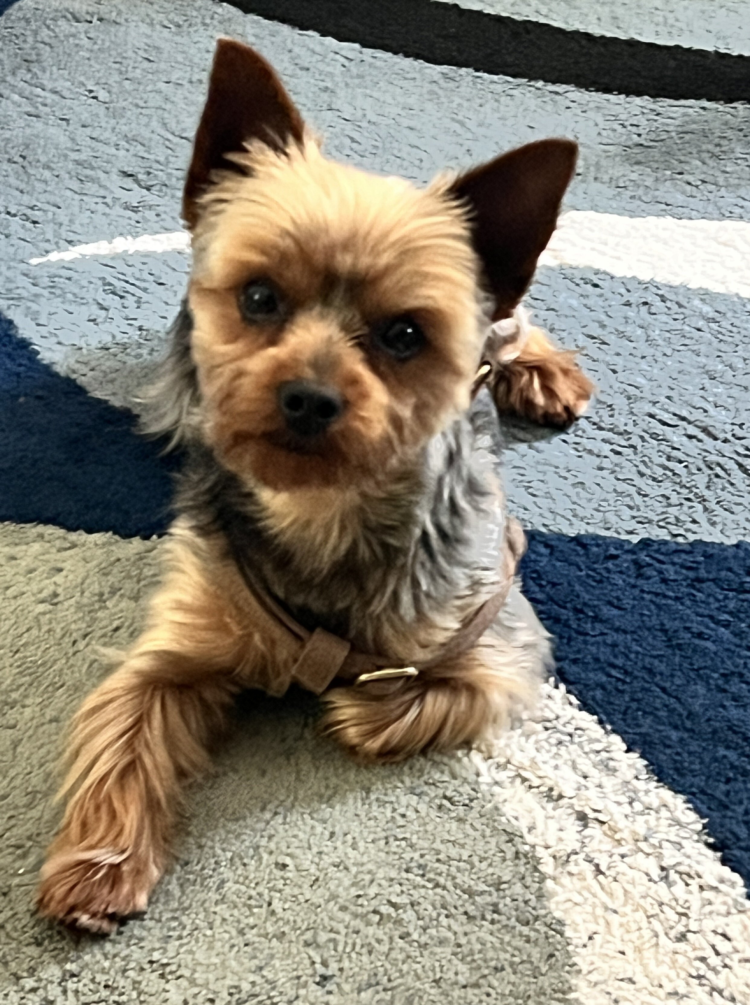 3 Year Old Yorkshire Terrier Pure Bred image 2