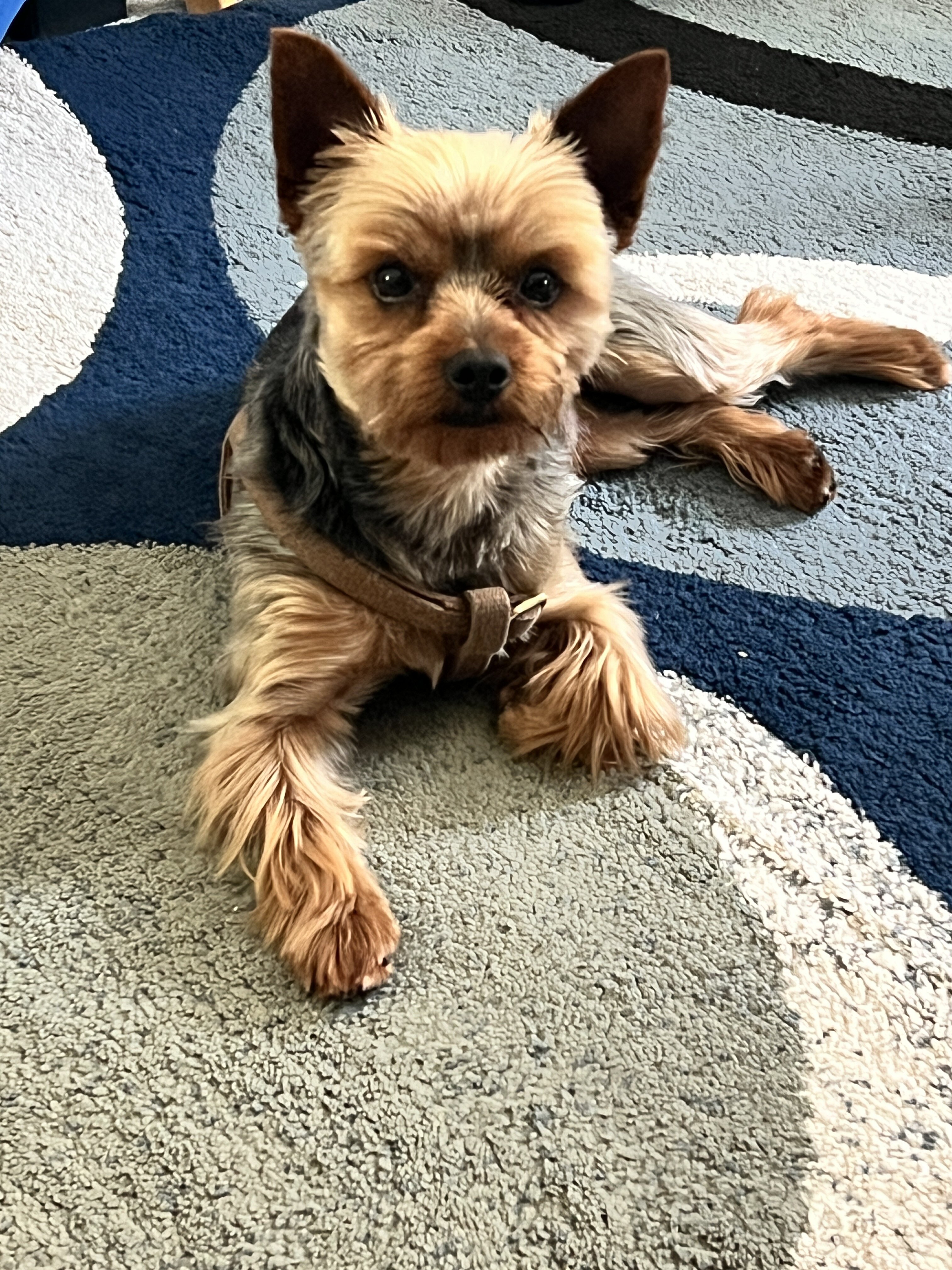 3 Year Old Yorkshire Terrier Pure Bred image 1