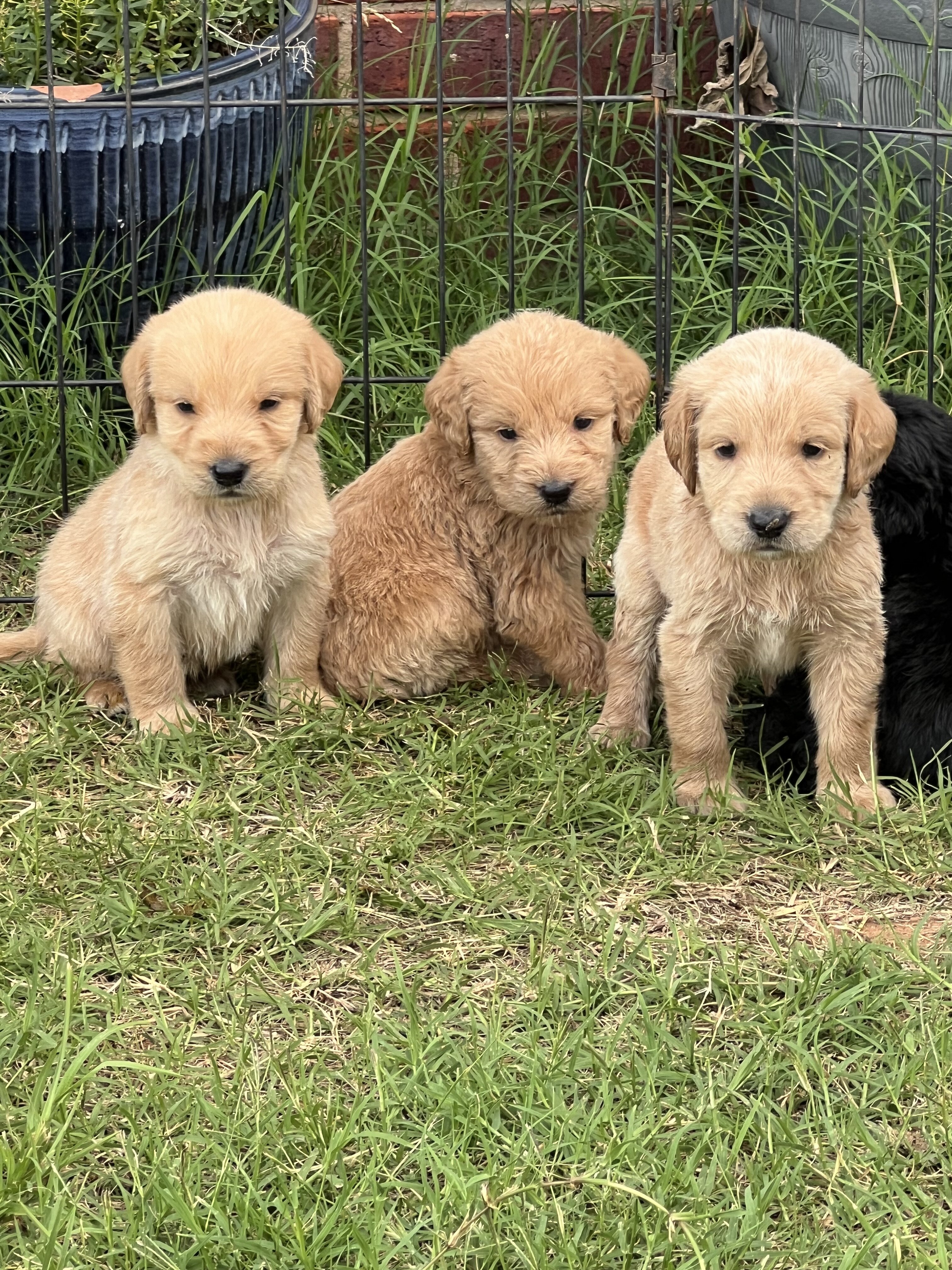 Labradoodle Puppies image 3