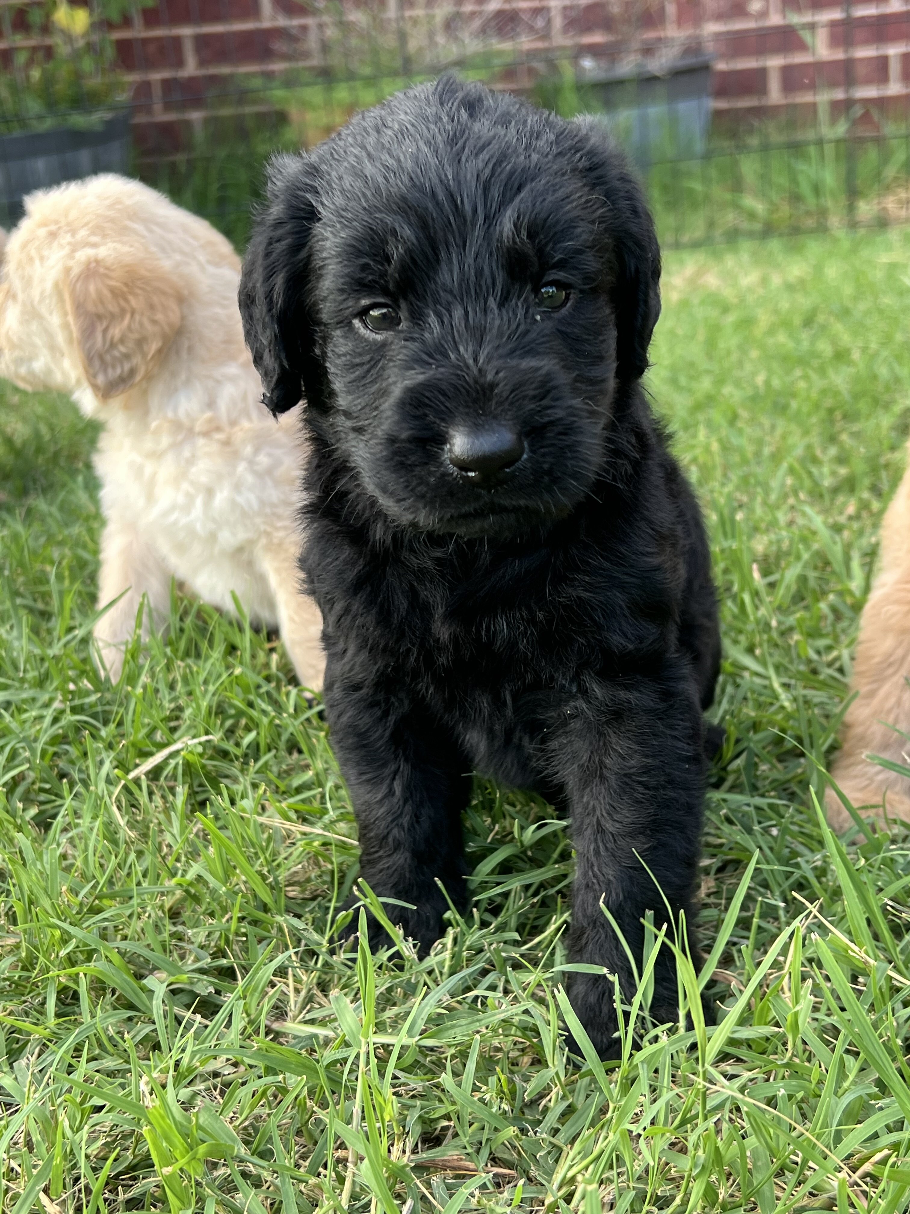 Labradoodle Puppies image 2