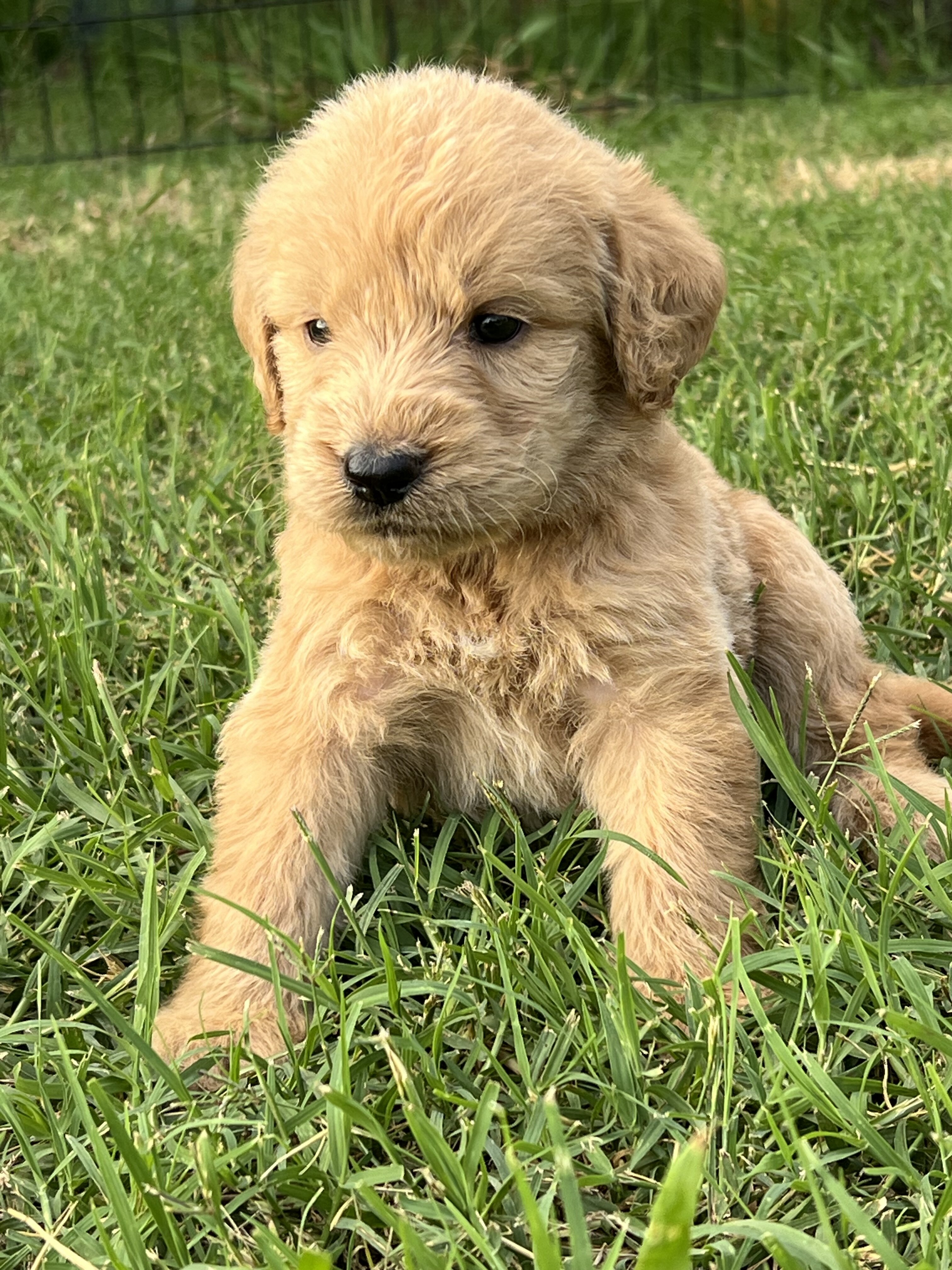Labradoodle Puppies image 1