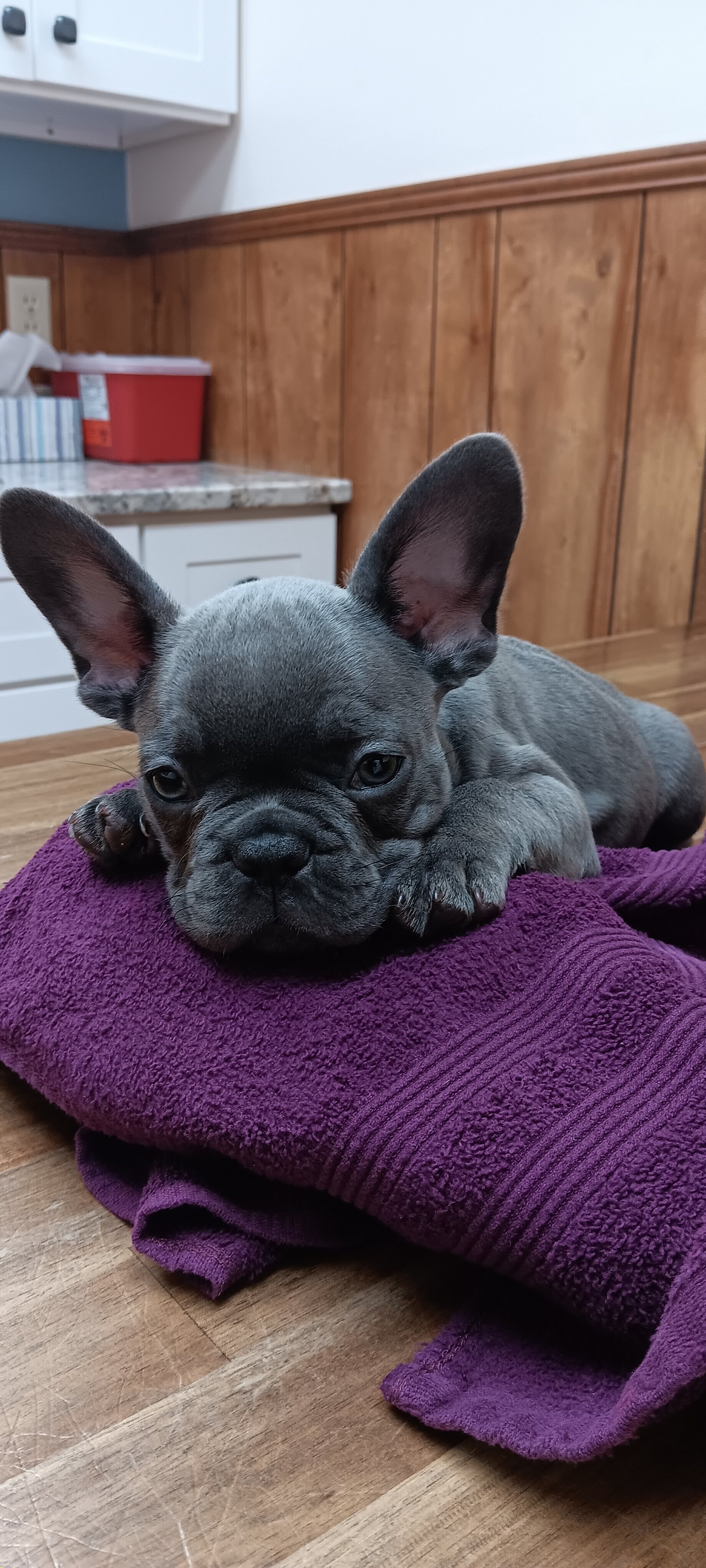 French Bulldogs 9 weeks old image 1
