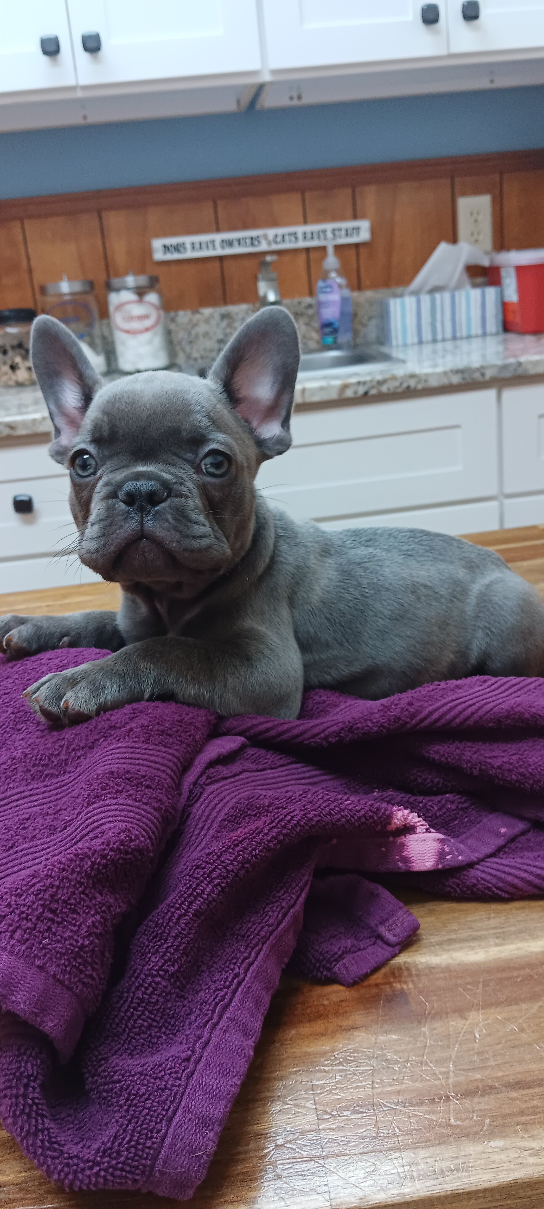 French Bulldogs 9 weeks old image 3