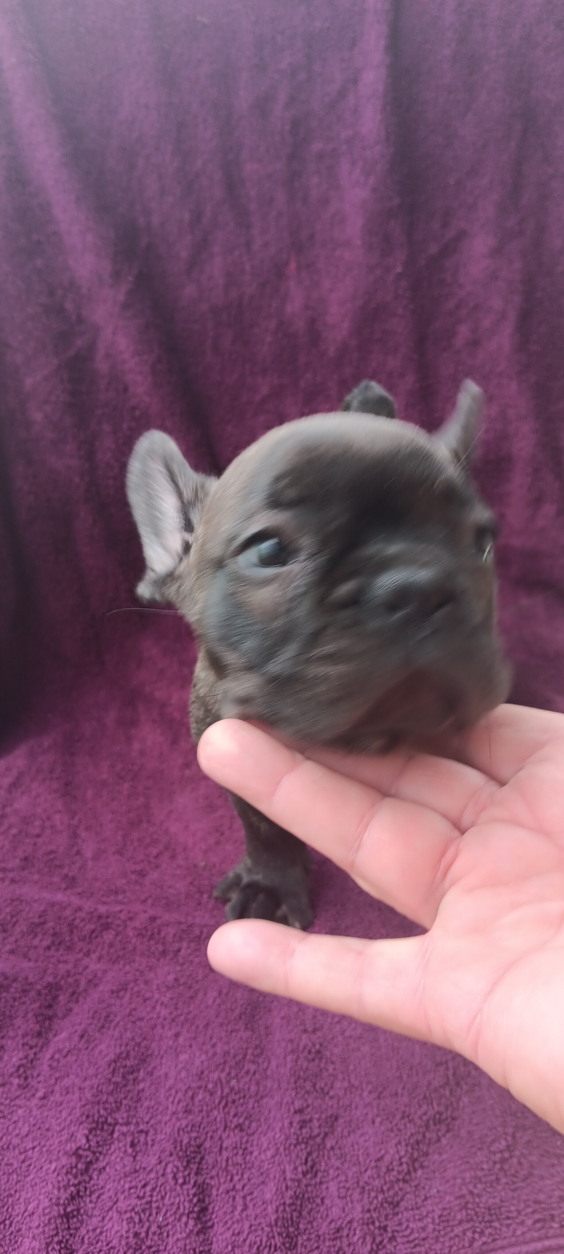 French Bulldogs 9 weeks old image 4