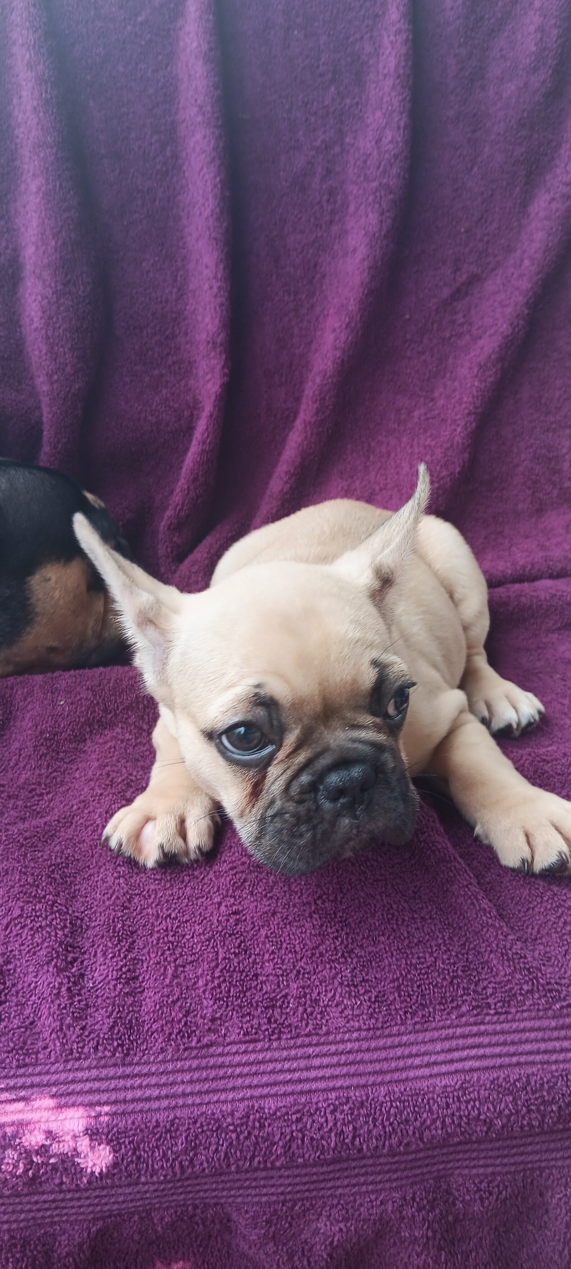 French Bulldogs 9 weeks old image 2