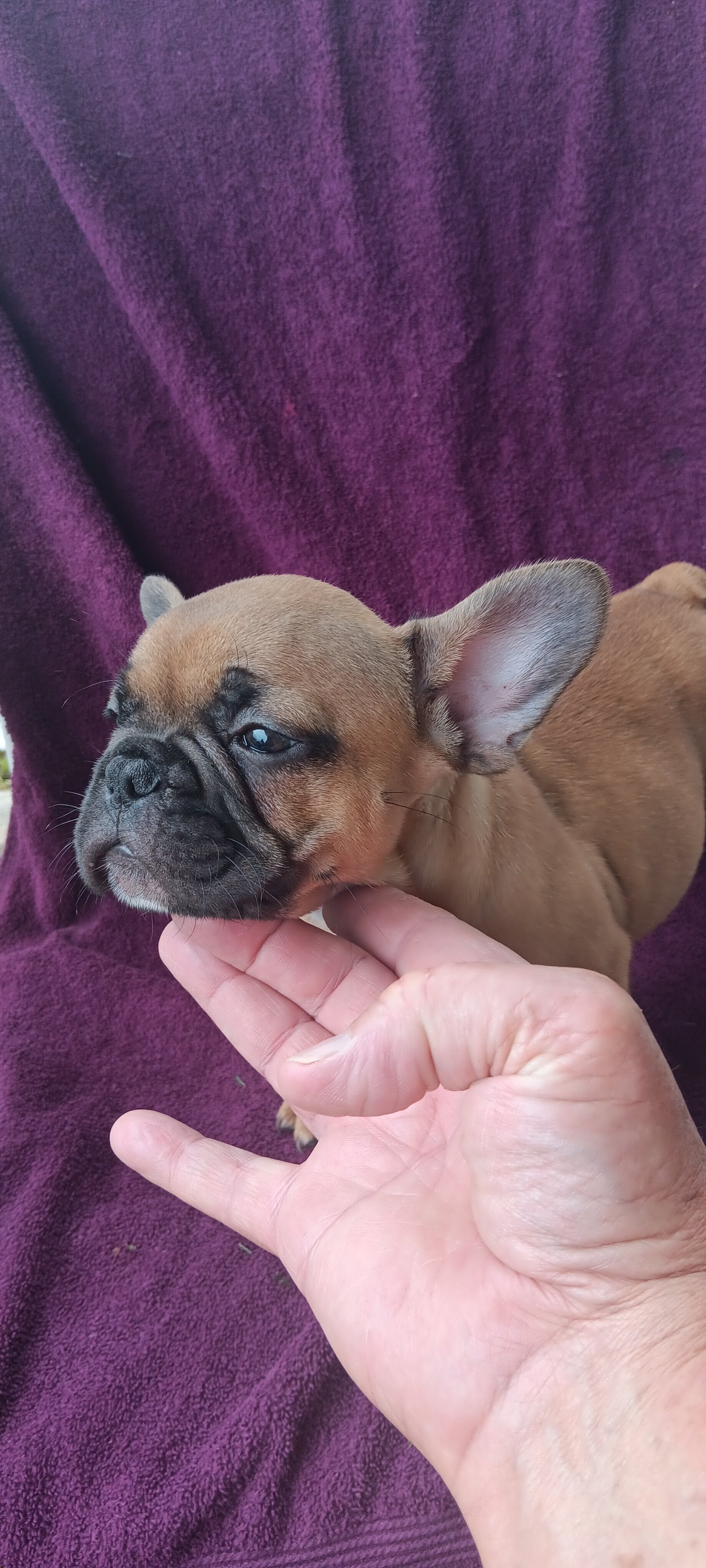 French Bulldogs 9 weeks old image 5