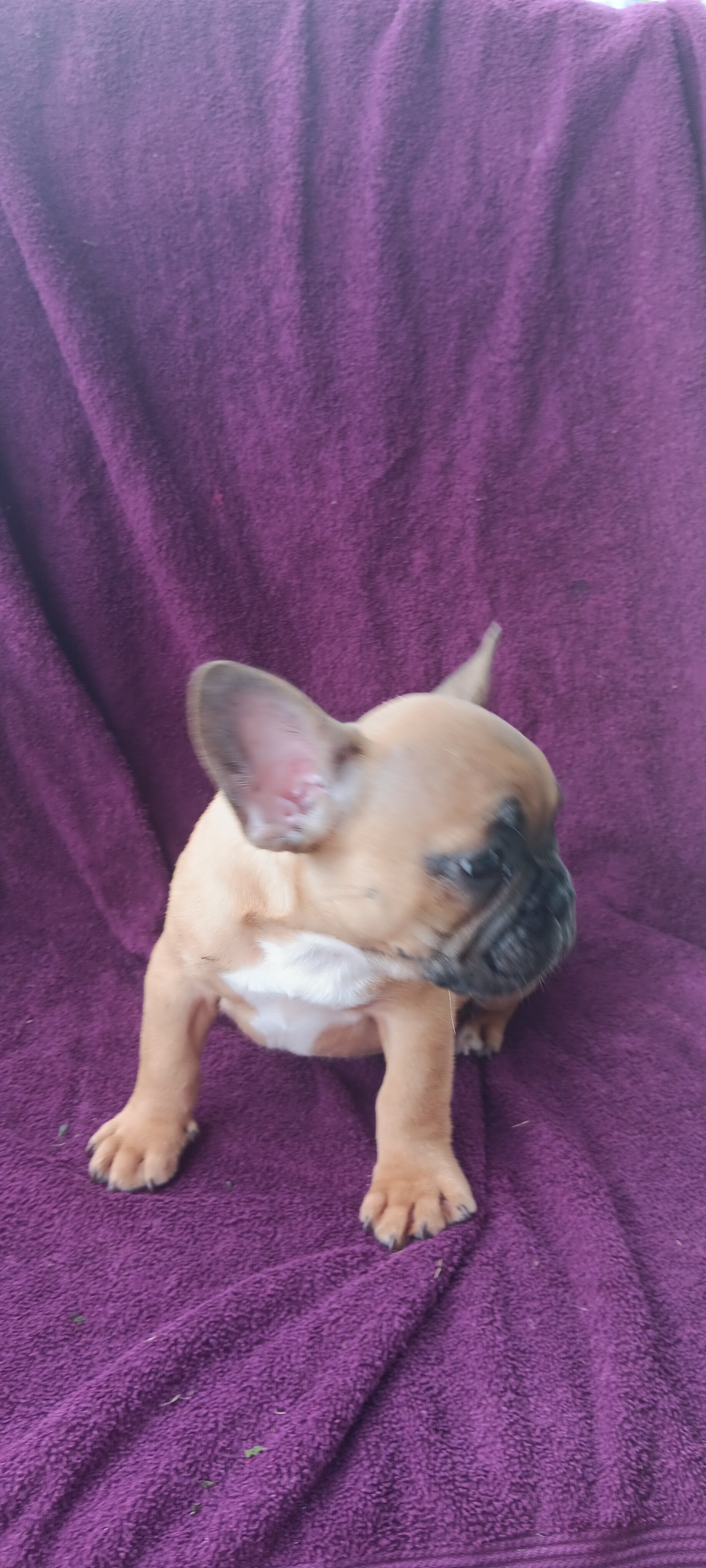 French Bulldogs 9 weeks old image 6