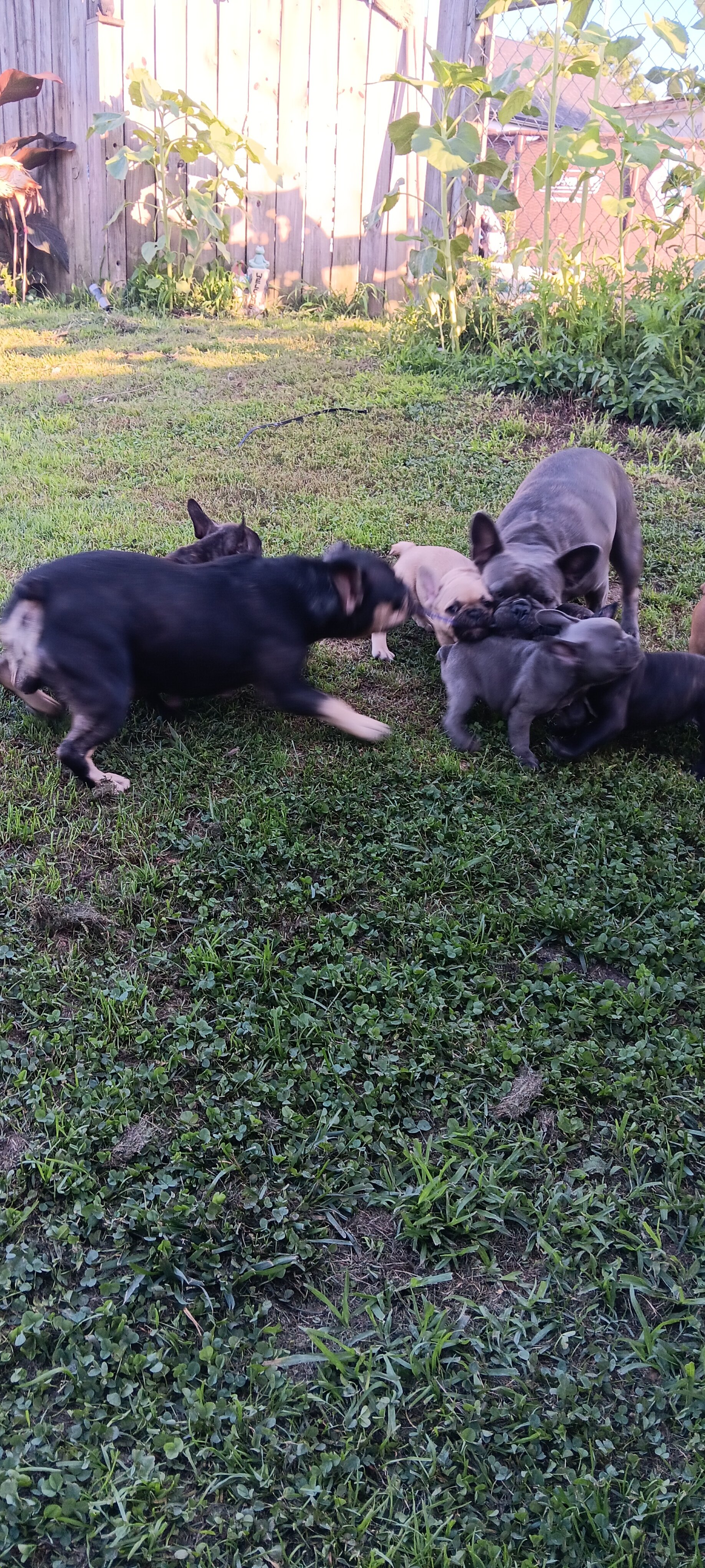 French Bulldogs 9 weeks old image 7