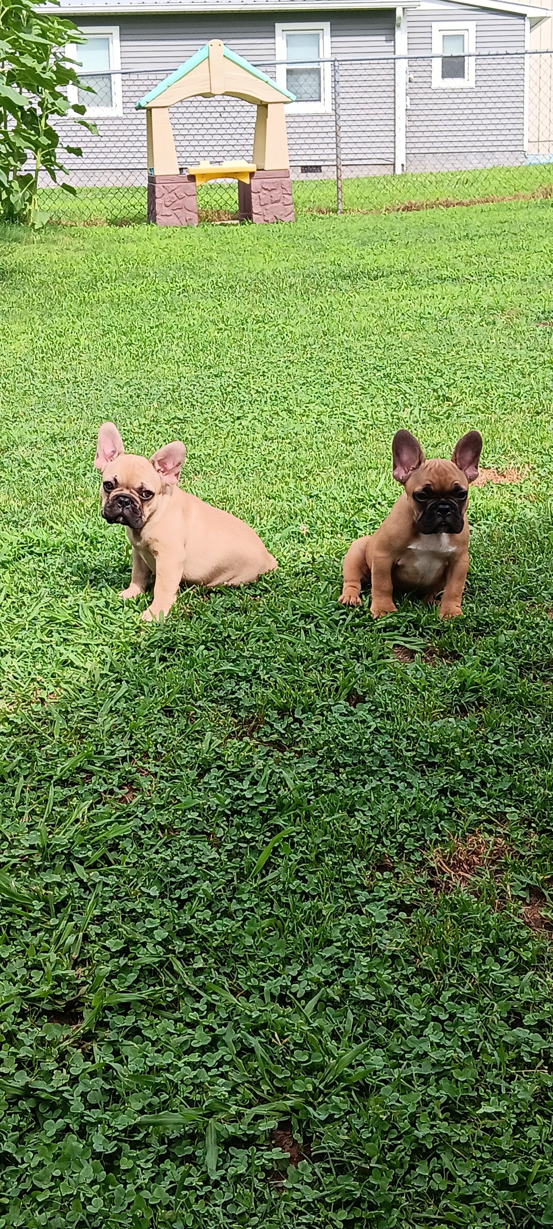 French Bulldogs 9 weeks old image 8