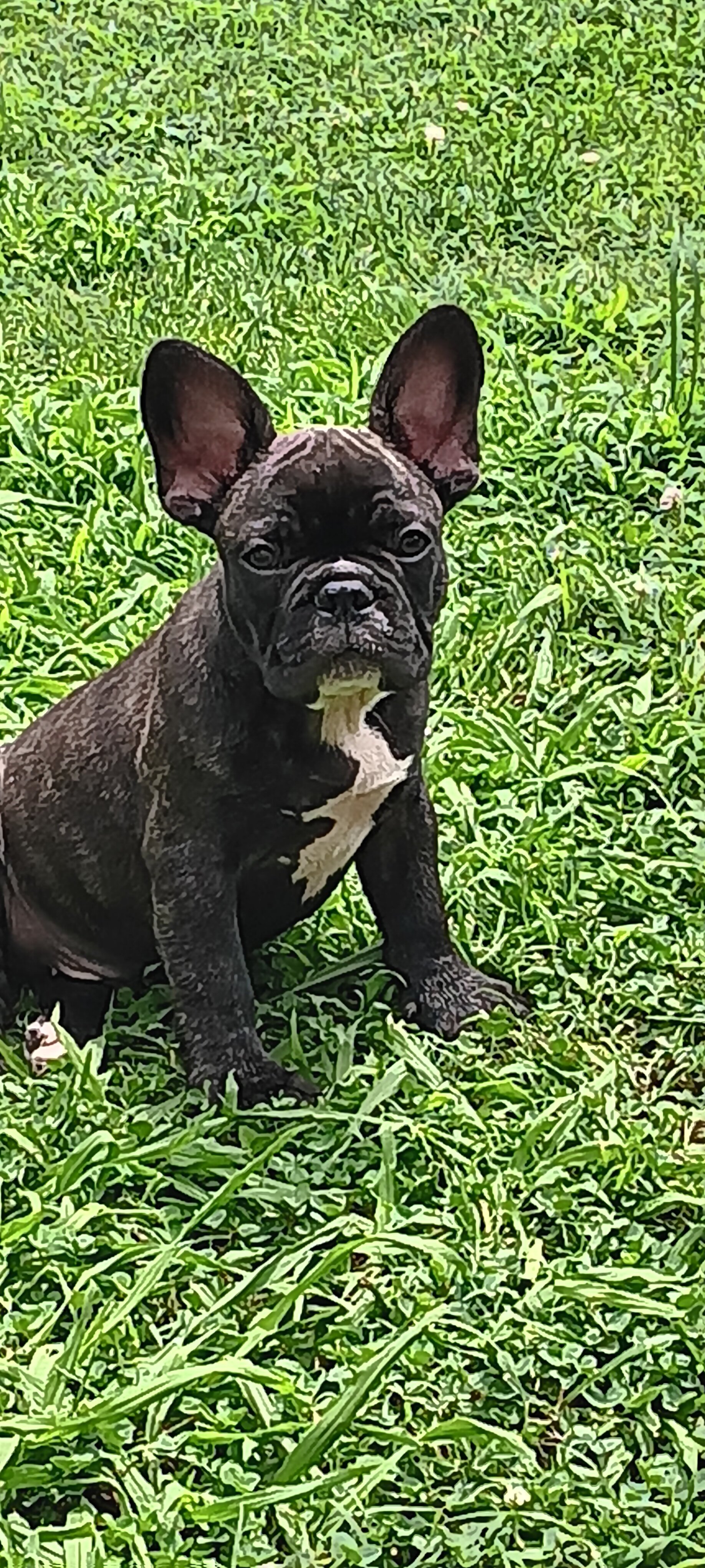 French Bulldogs 9 weeks old image 9