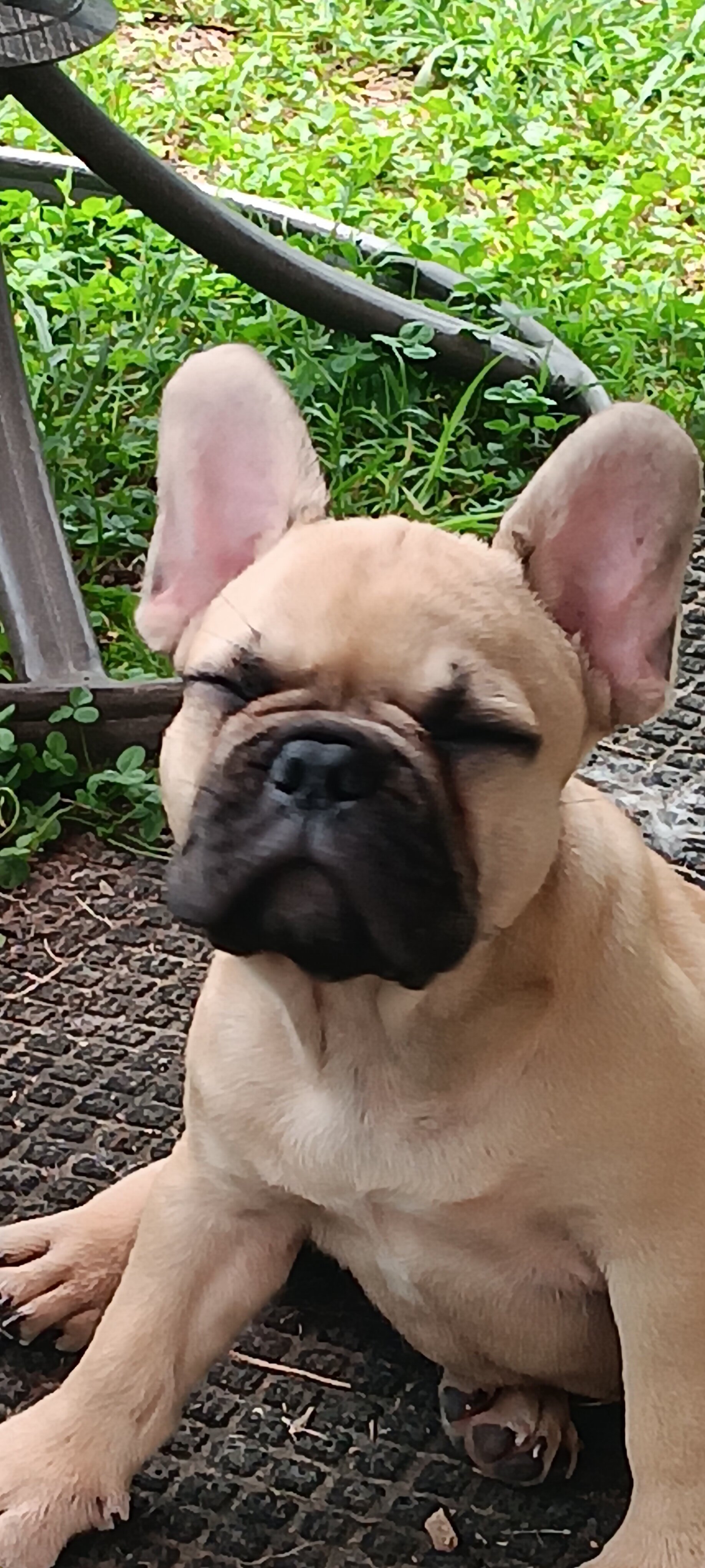 French Bulldogs 9 weeks old image 10