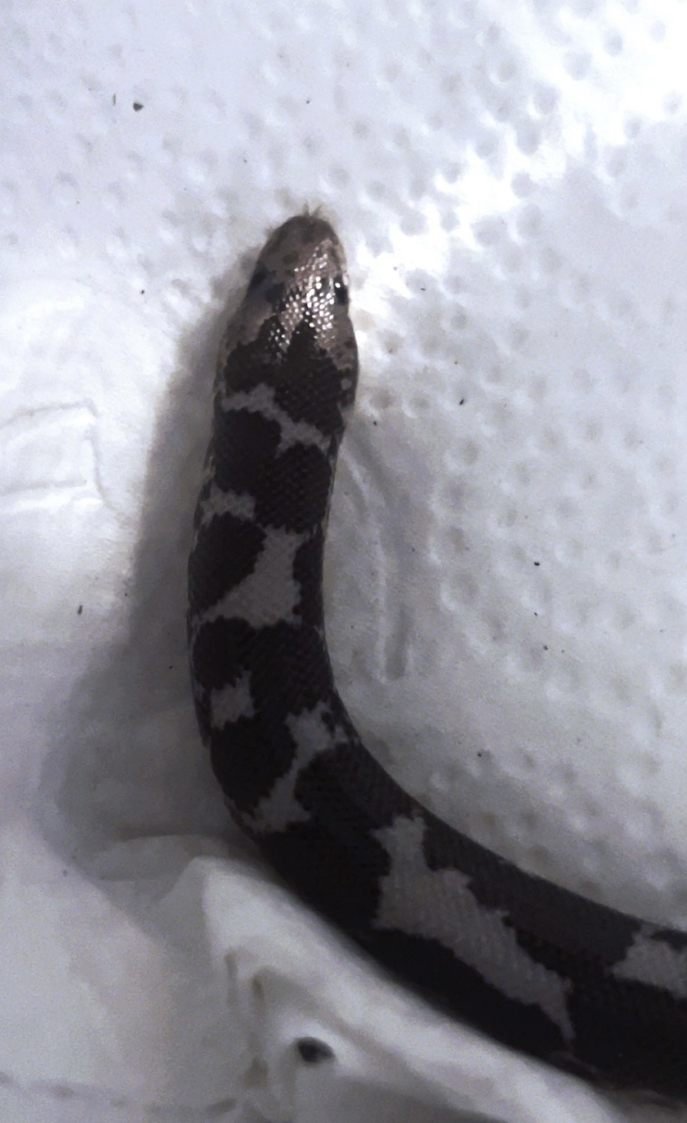 Kenyan Sand Boa - small male image 2