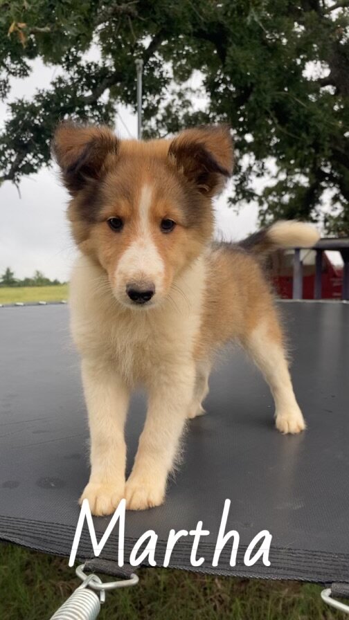 Shetland sheepdog image 7