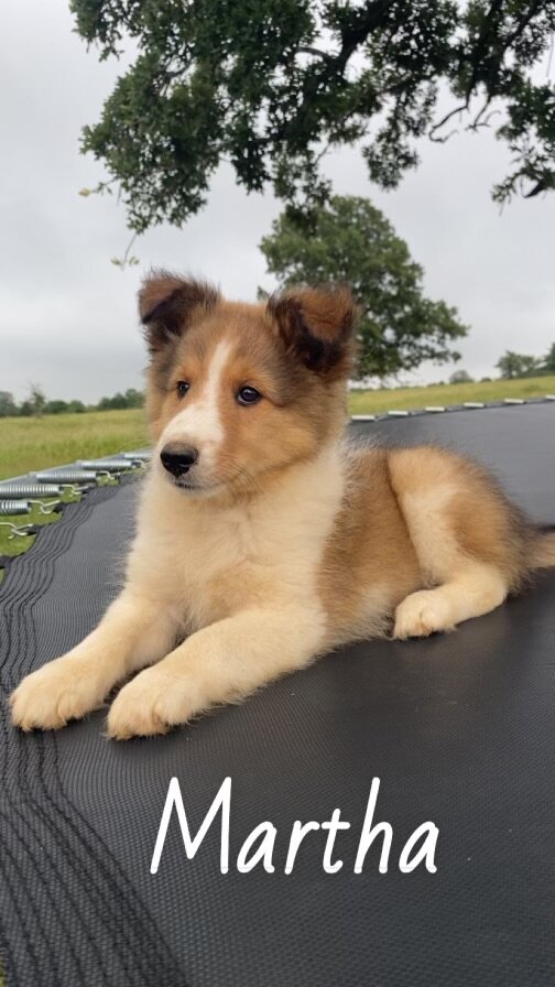 Shetland sheepdog image 5
