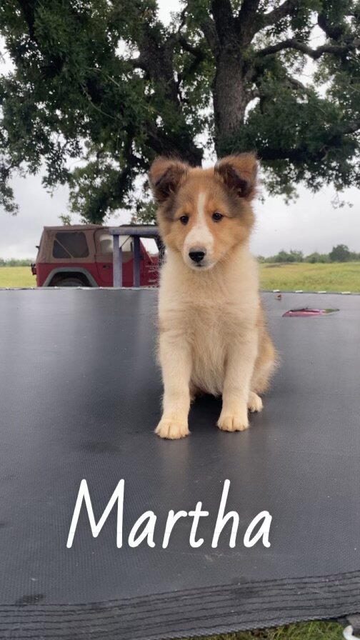Shetland sheepdog image 4