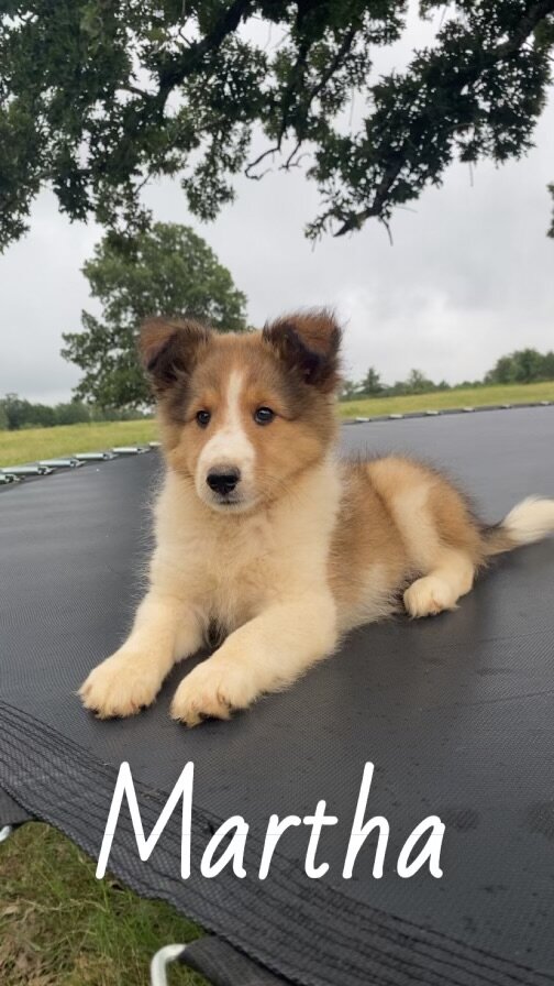 Shetland sheepdog image 6