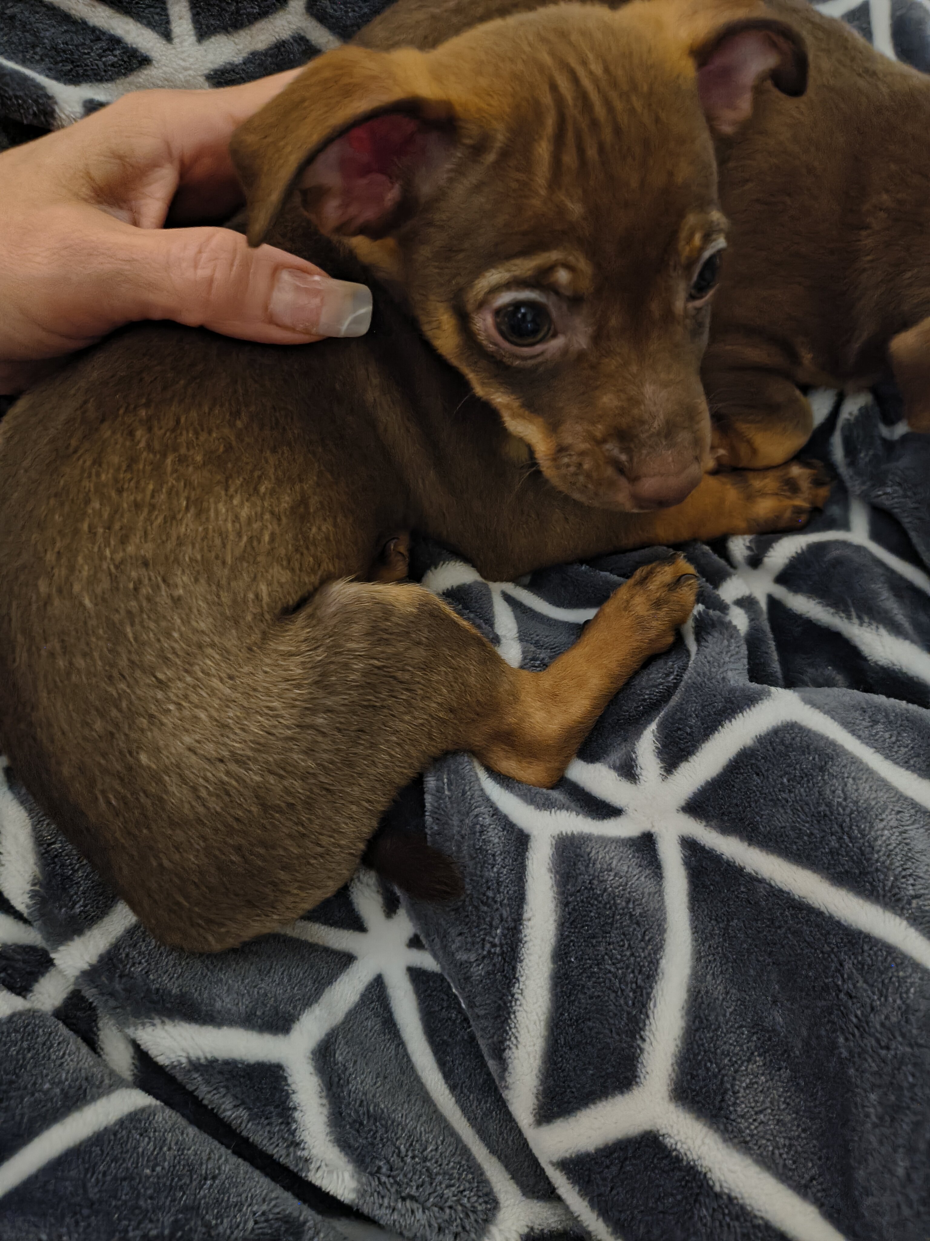 Chihuahua mix puppies image 2