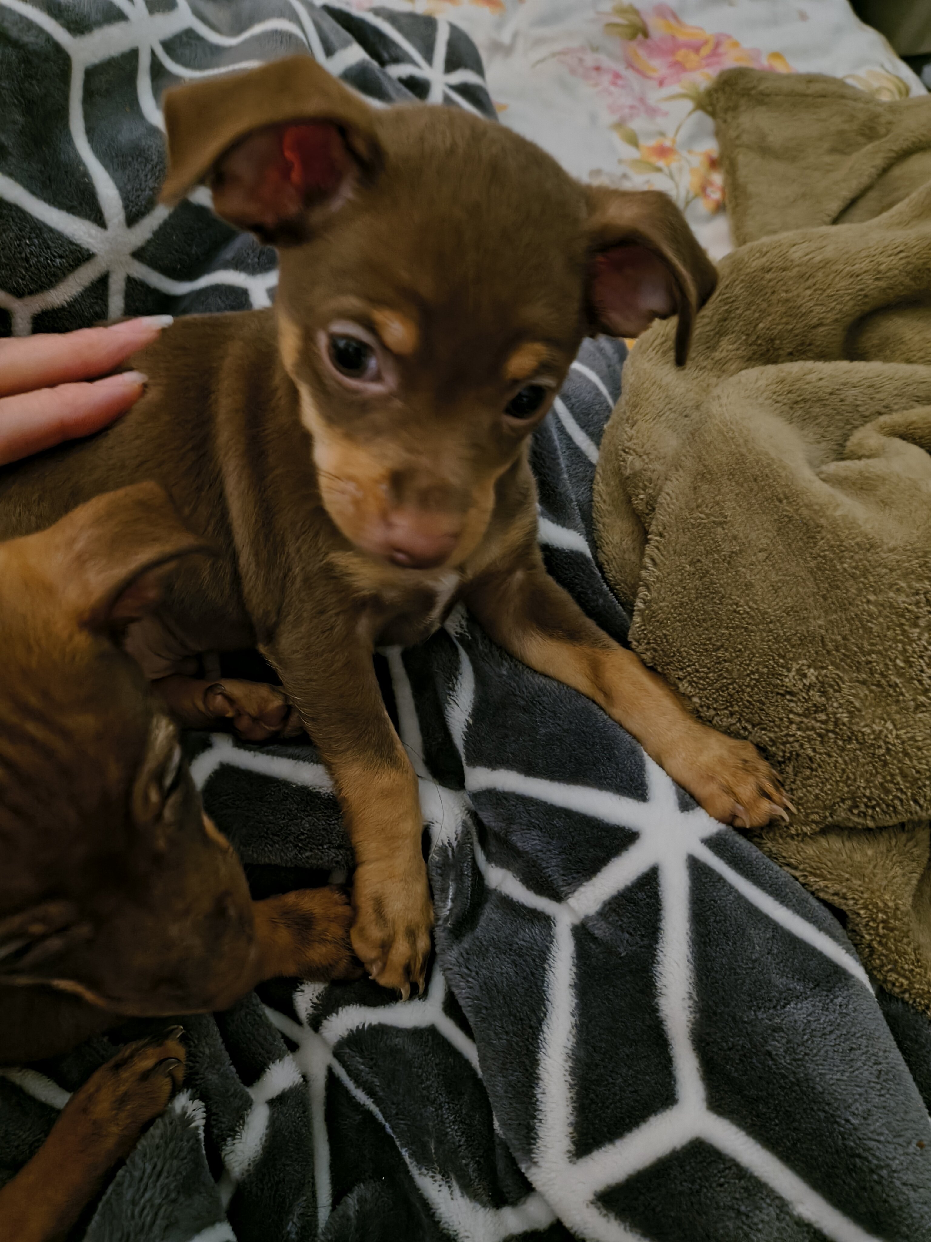 Chihuahua mix puppies image 1
