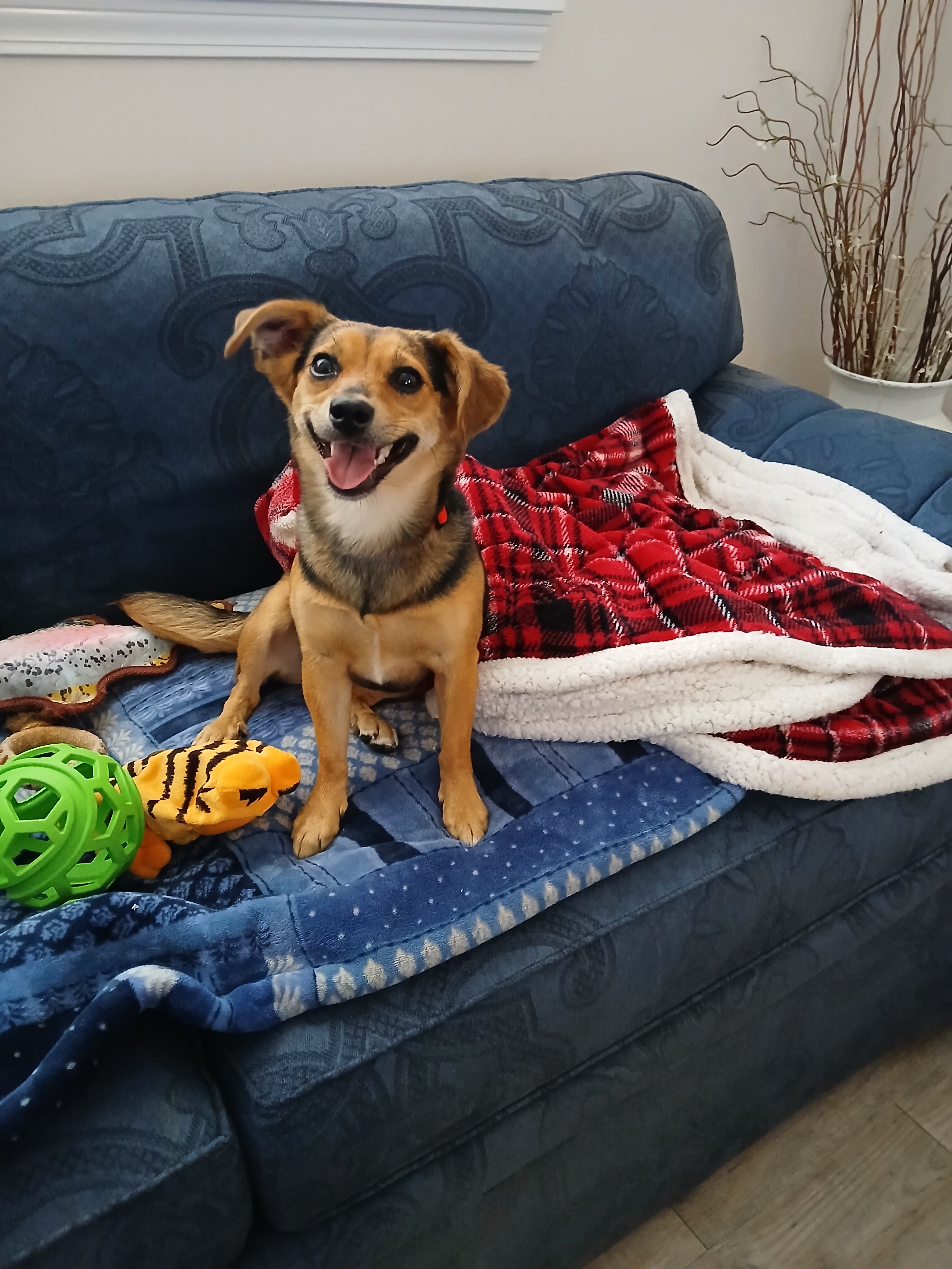 female chiweenie image 3