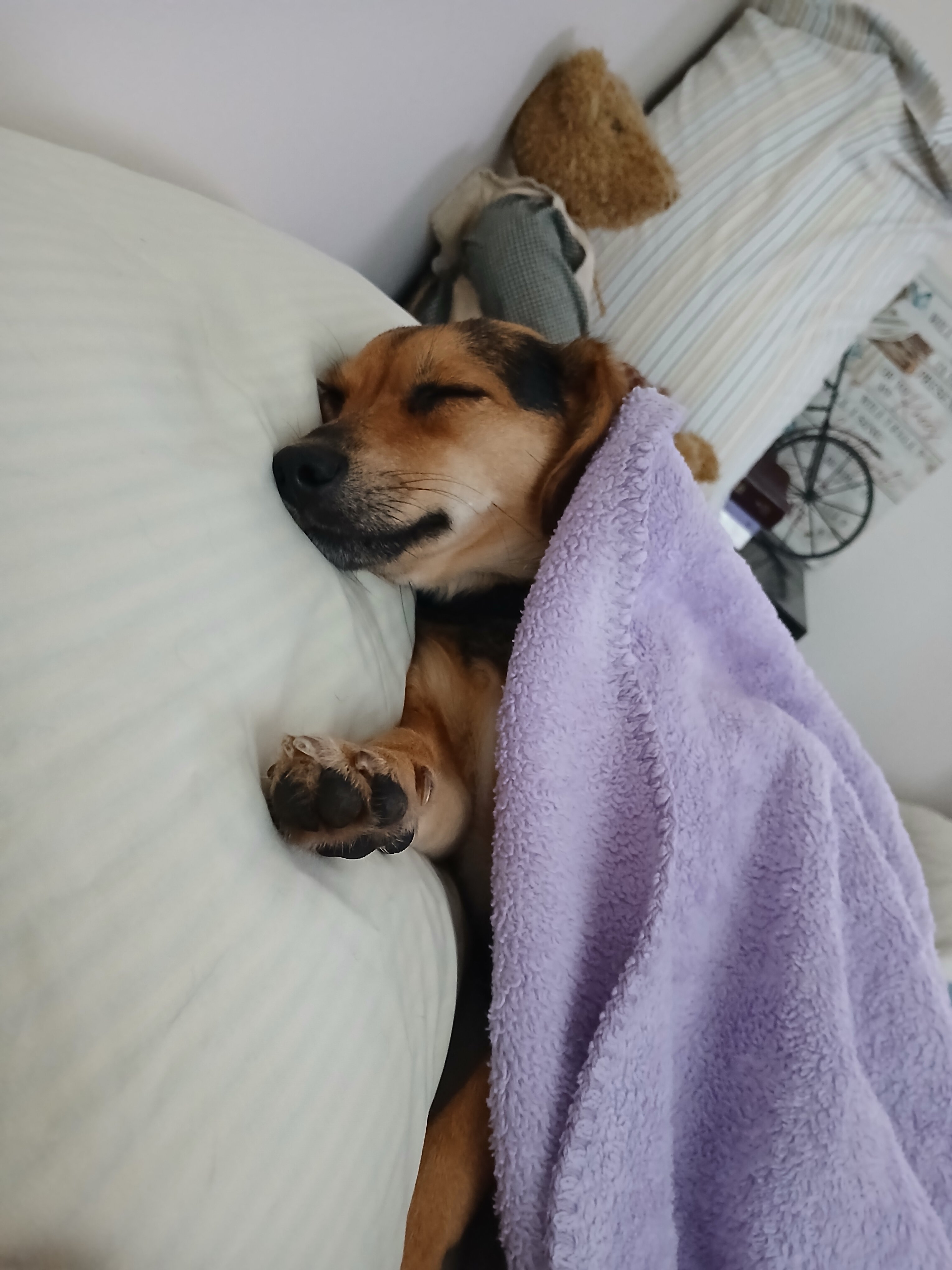 female chiweenie image 2