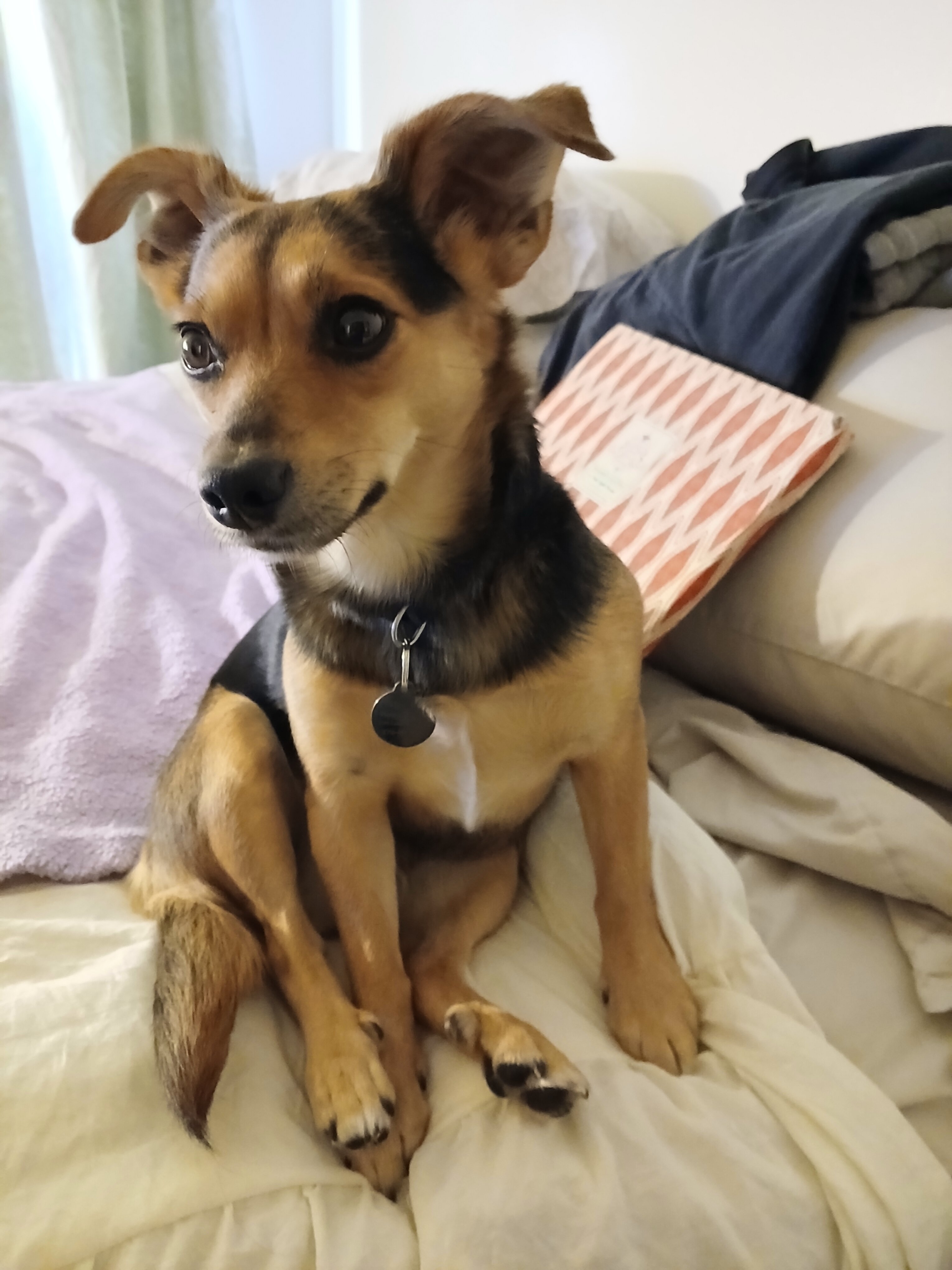 female chiweenie image 4