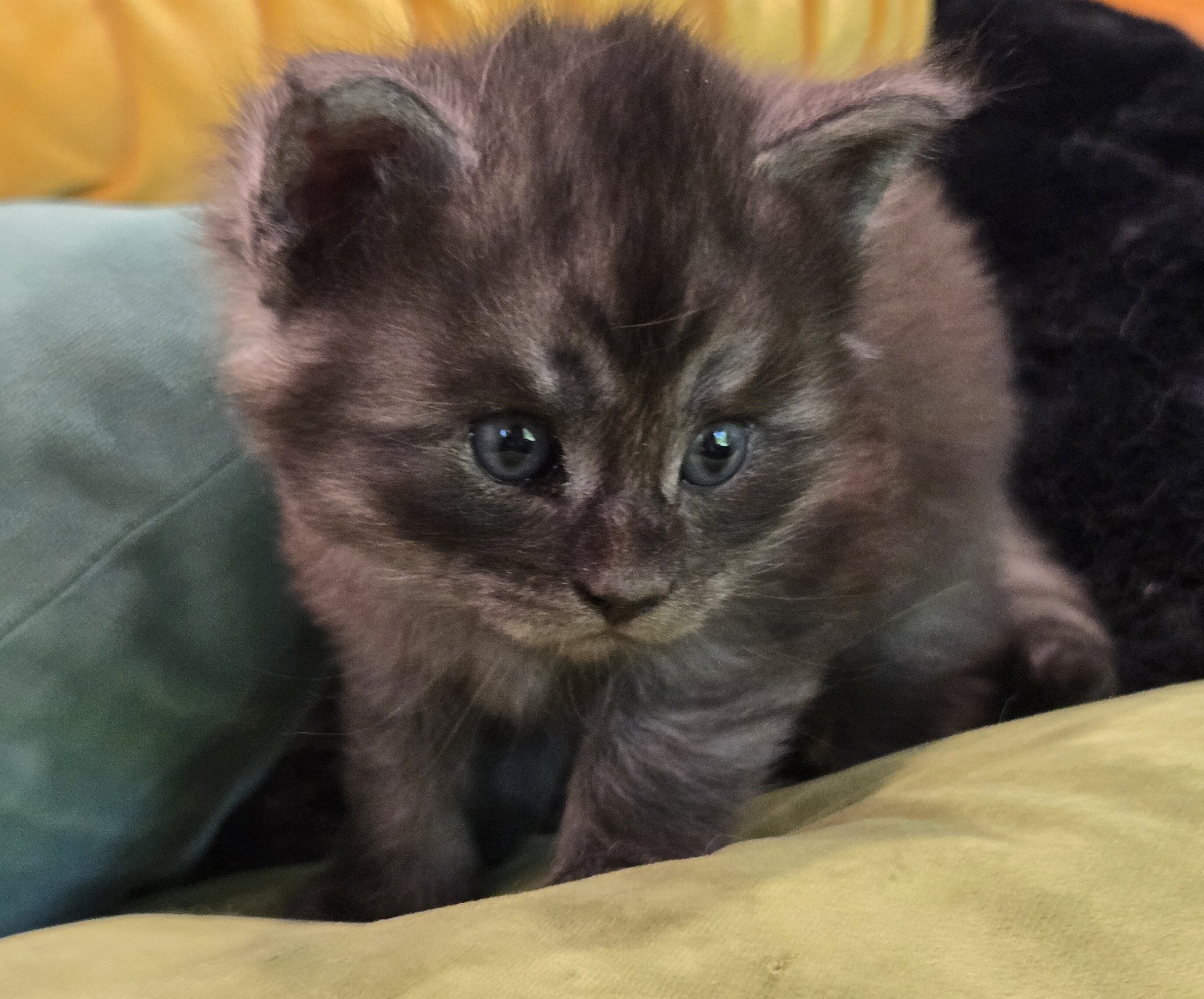 Registered Purebred Maine Coon Kittens image 3