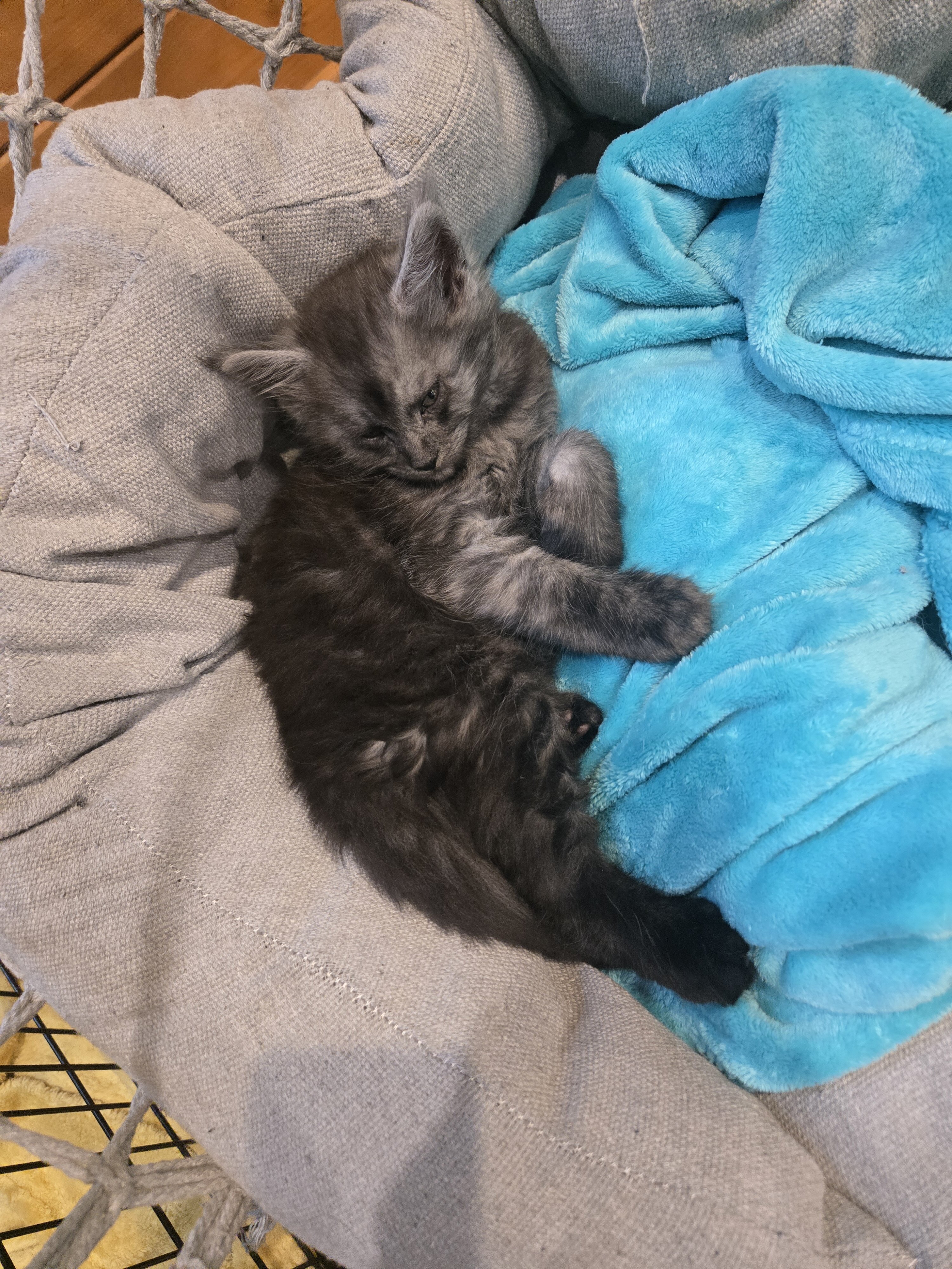 Registered Purebred Maine Coon Kittens image 4