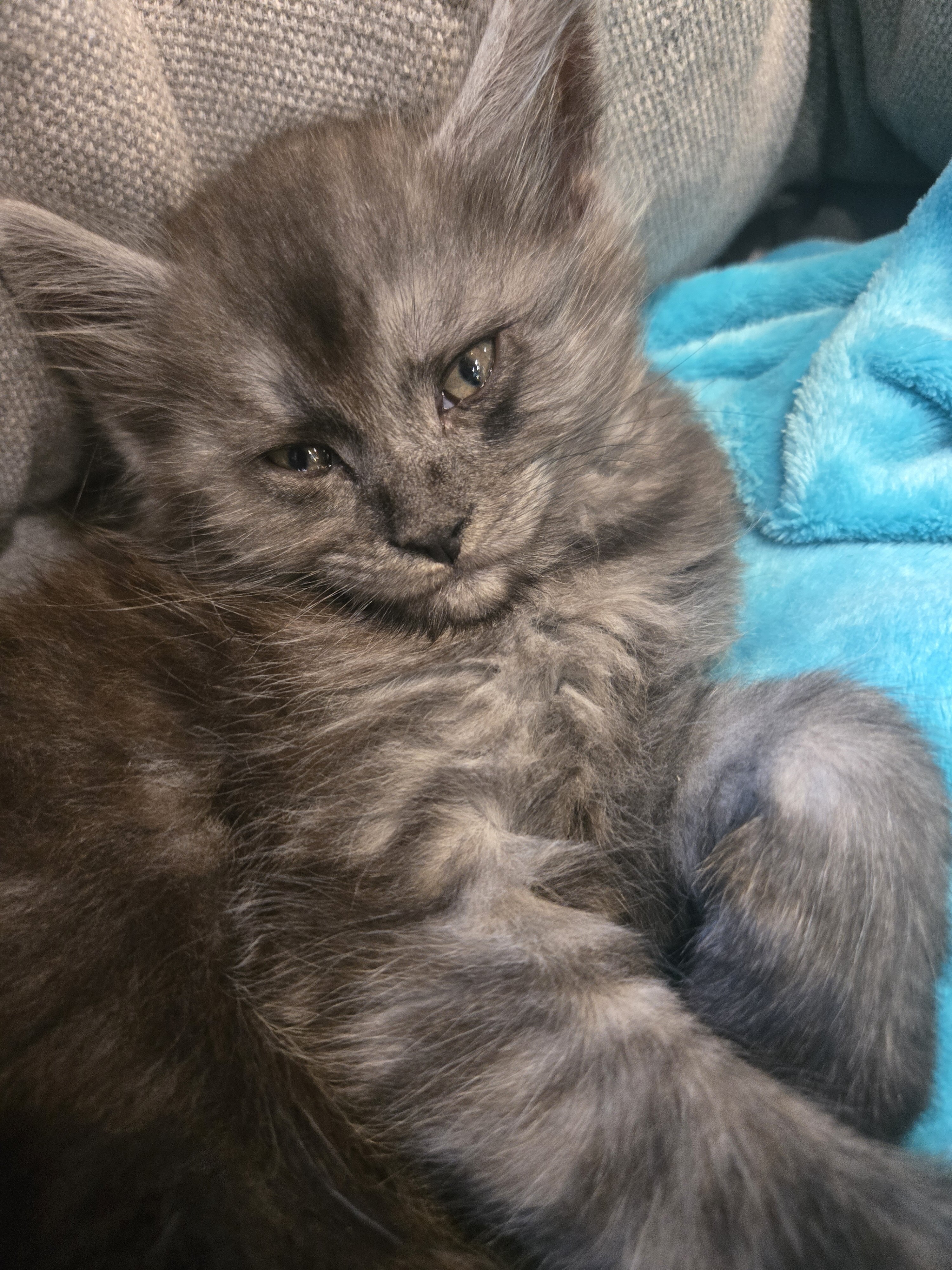 Registered Purebred Maine Coon Kittens image 1