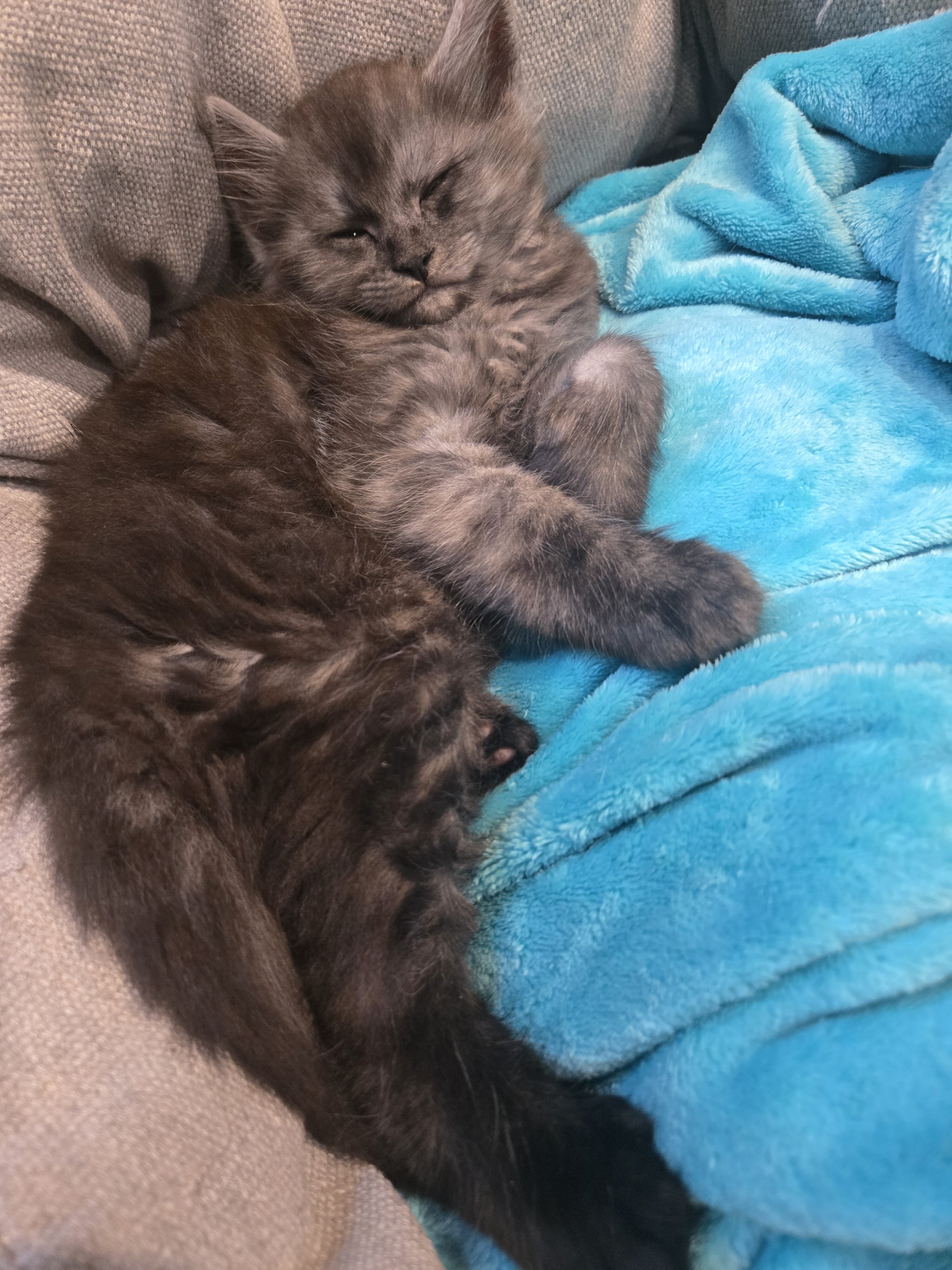 Registered Purebred Maine Coon Kittens image 2