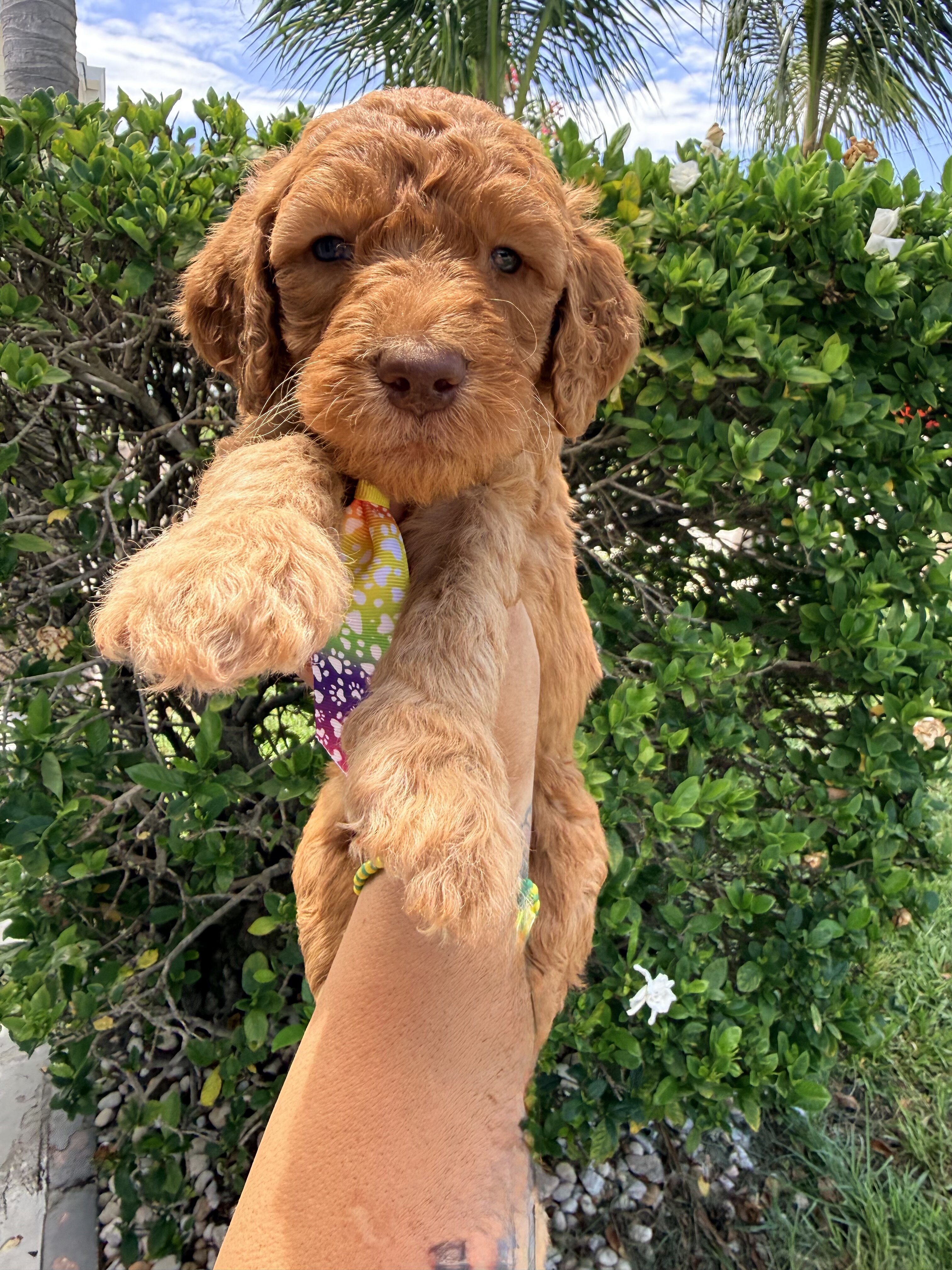 Standard Apricot F1BB Goldendoodles image 4