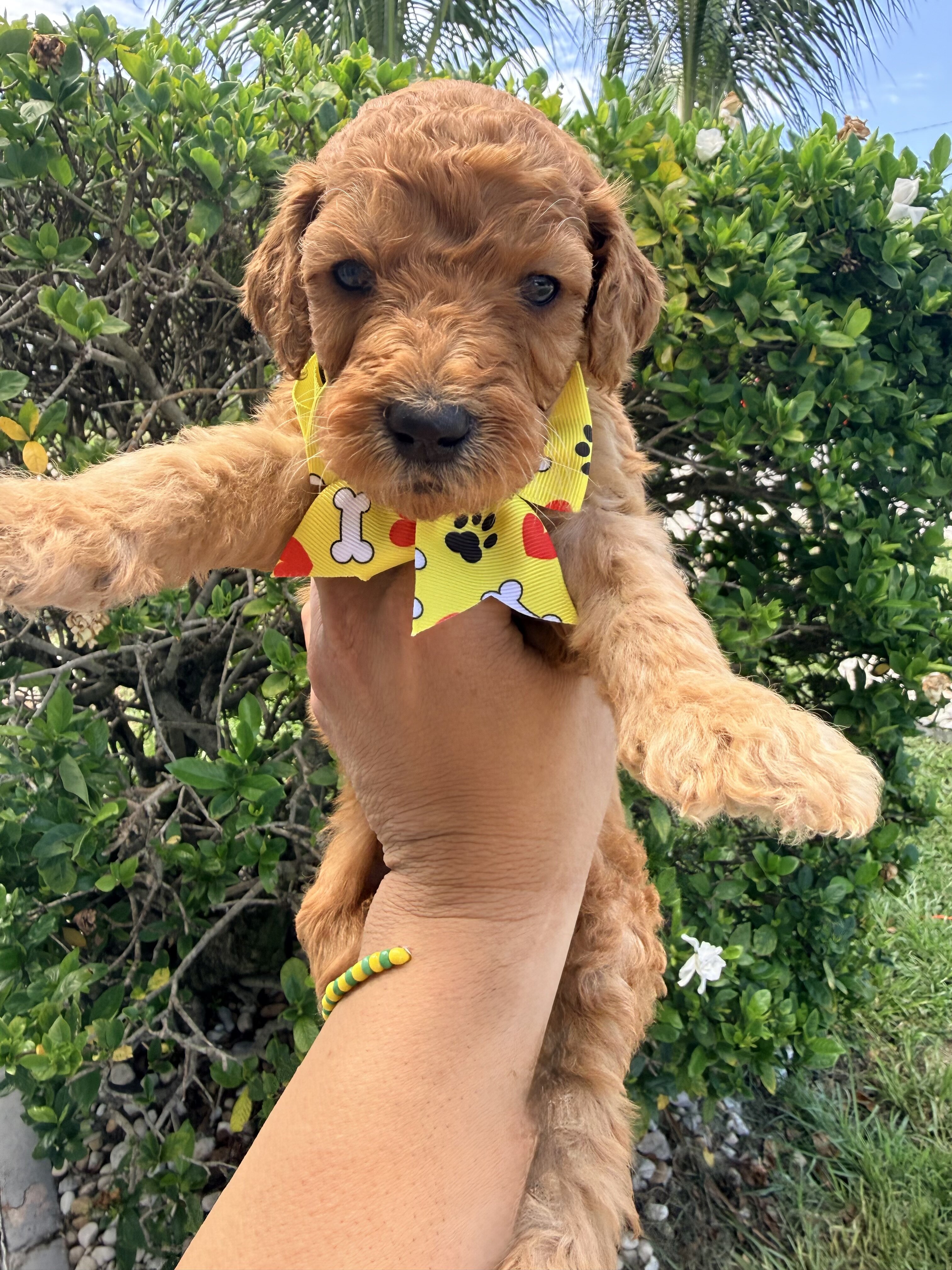 Standard Apricot F1BB Goldendoodles image 3