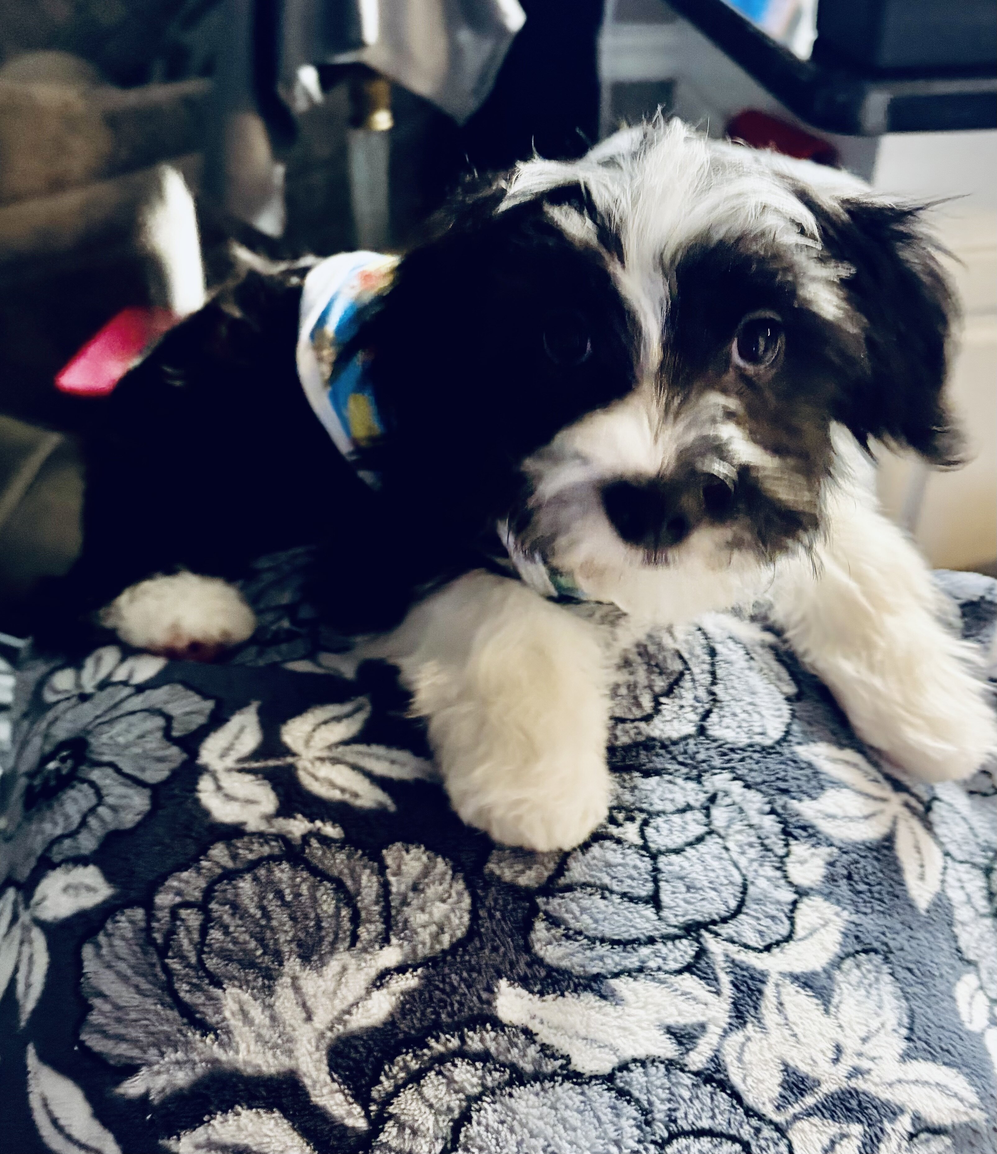 Parti Morkies image 1