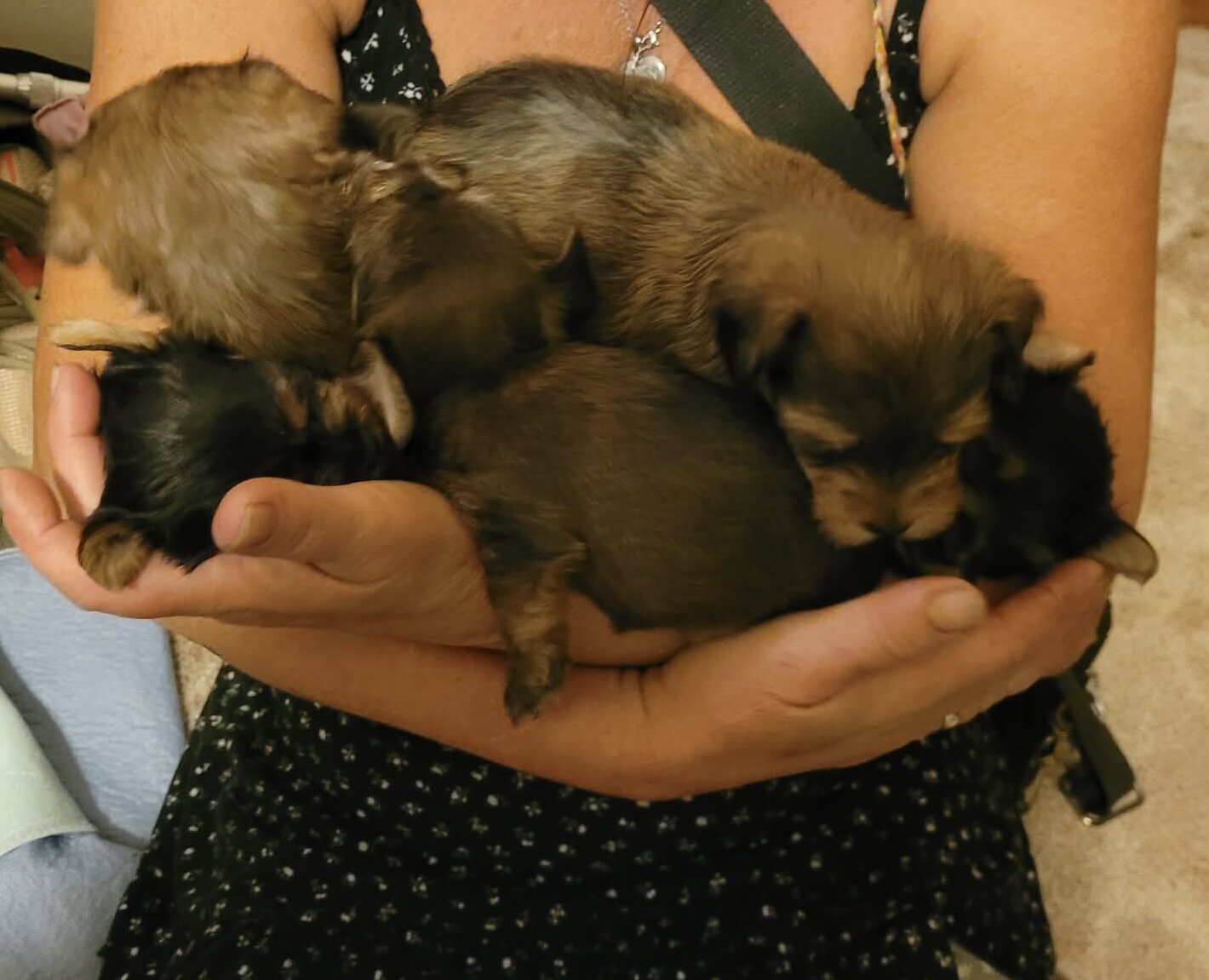 Registered yorkies-Typical and Golden Sable parent image 6