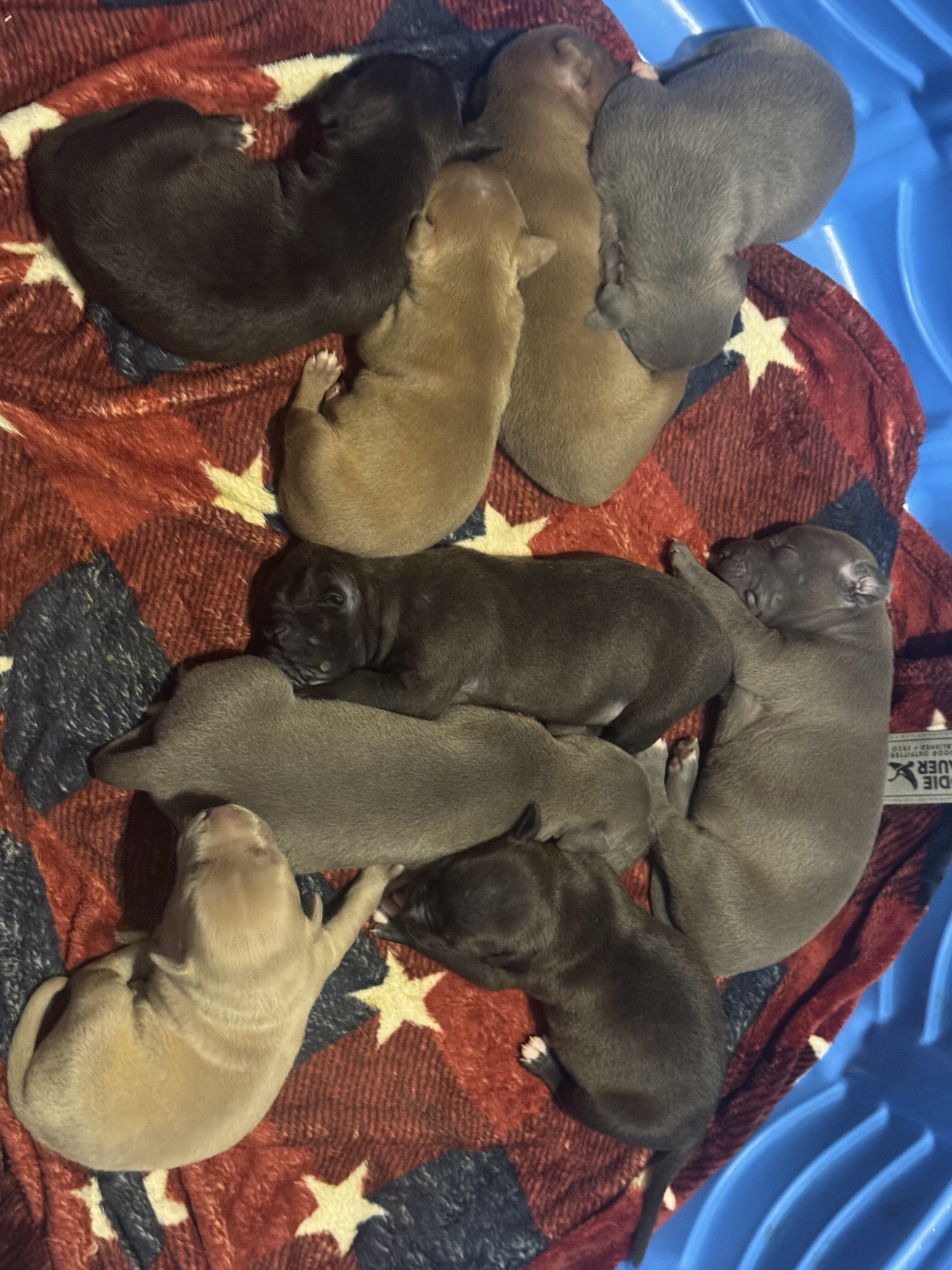 Pitbull puppies image 5