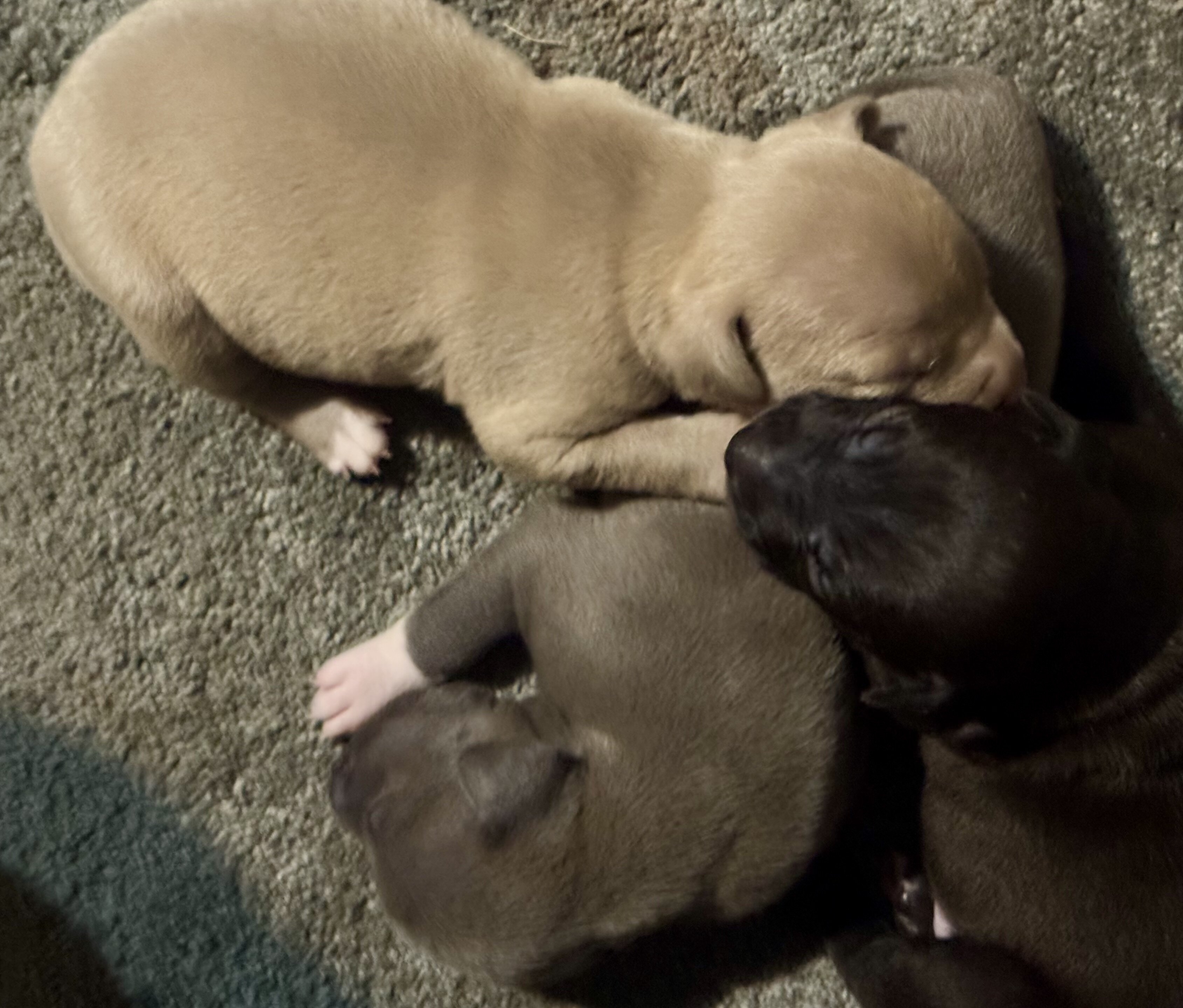 Pitbull puppies image 4