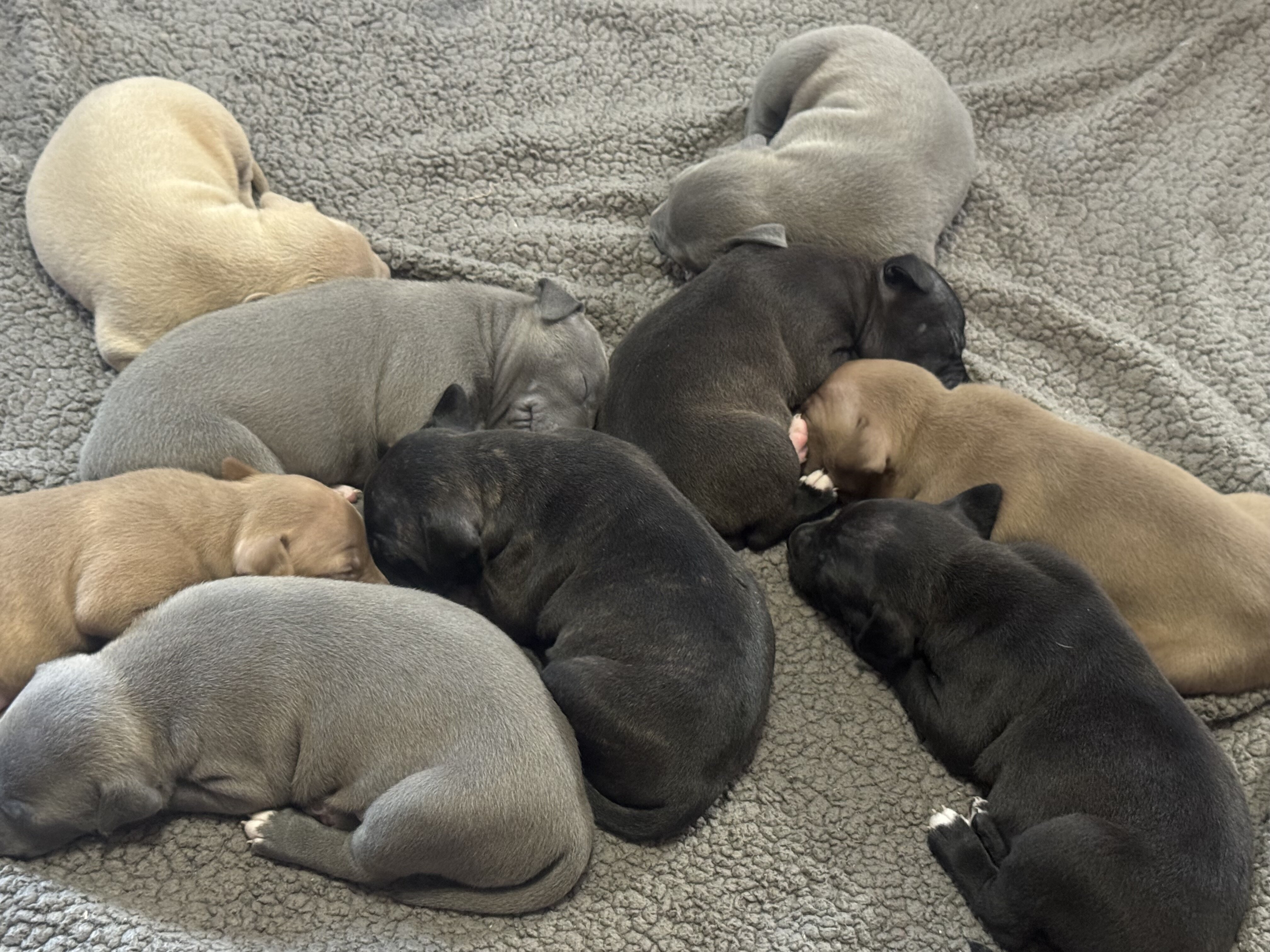 Pitbull puppies image 2