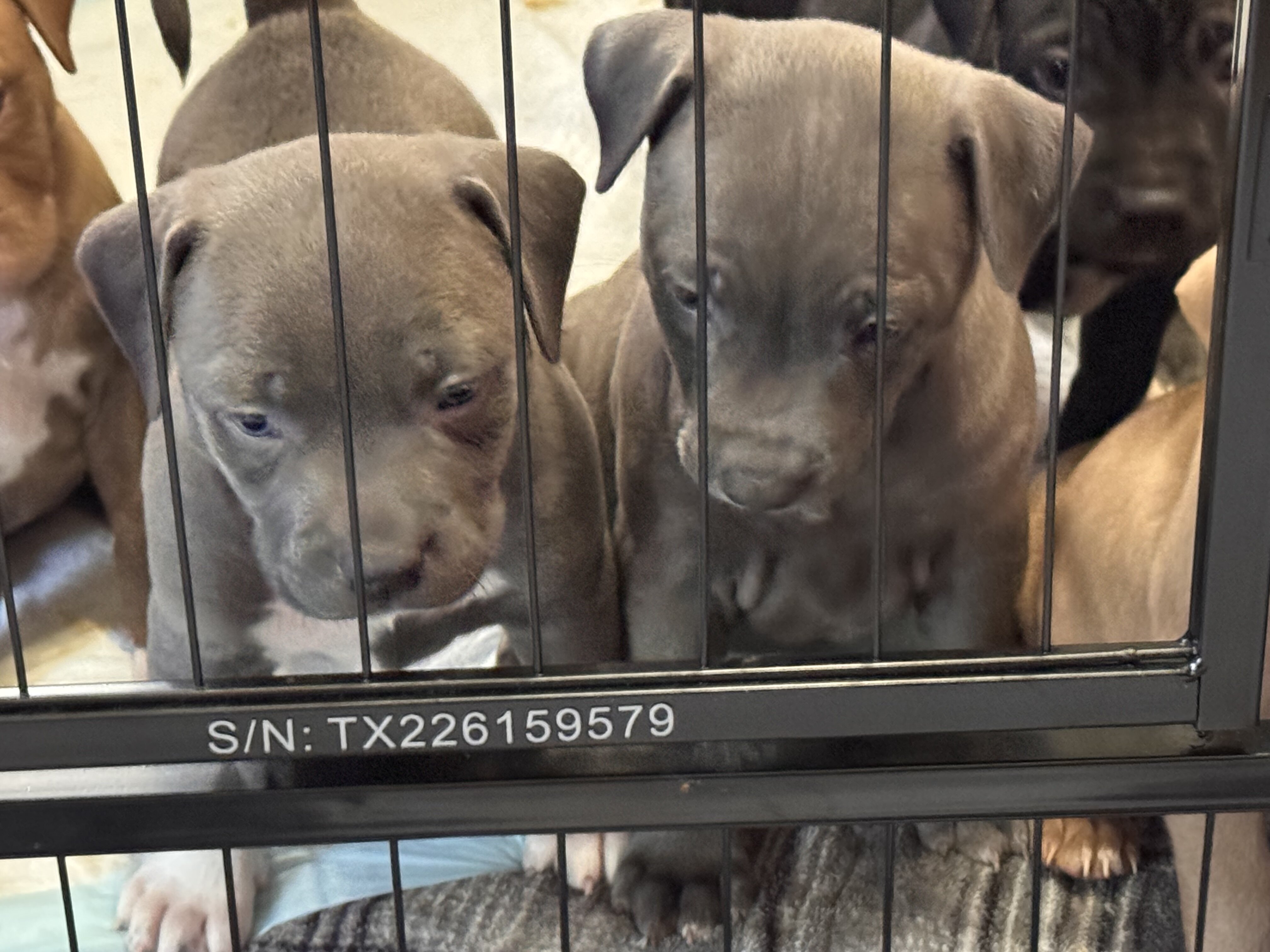 Pitbull puppies image 8