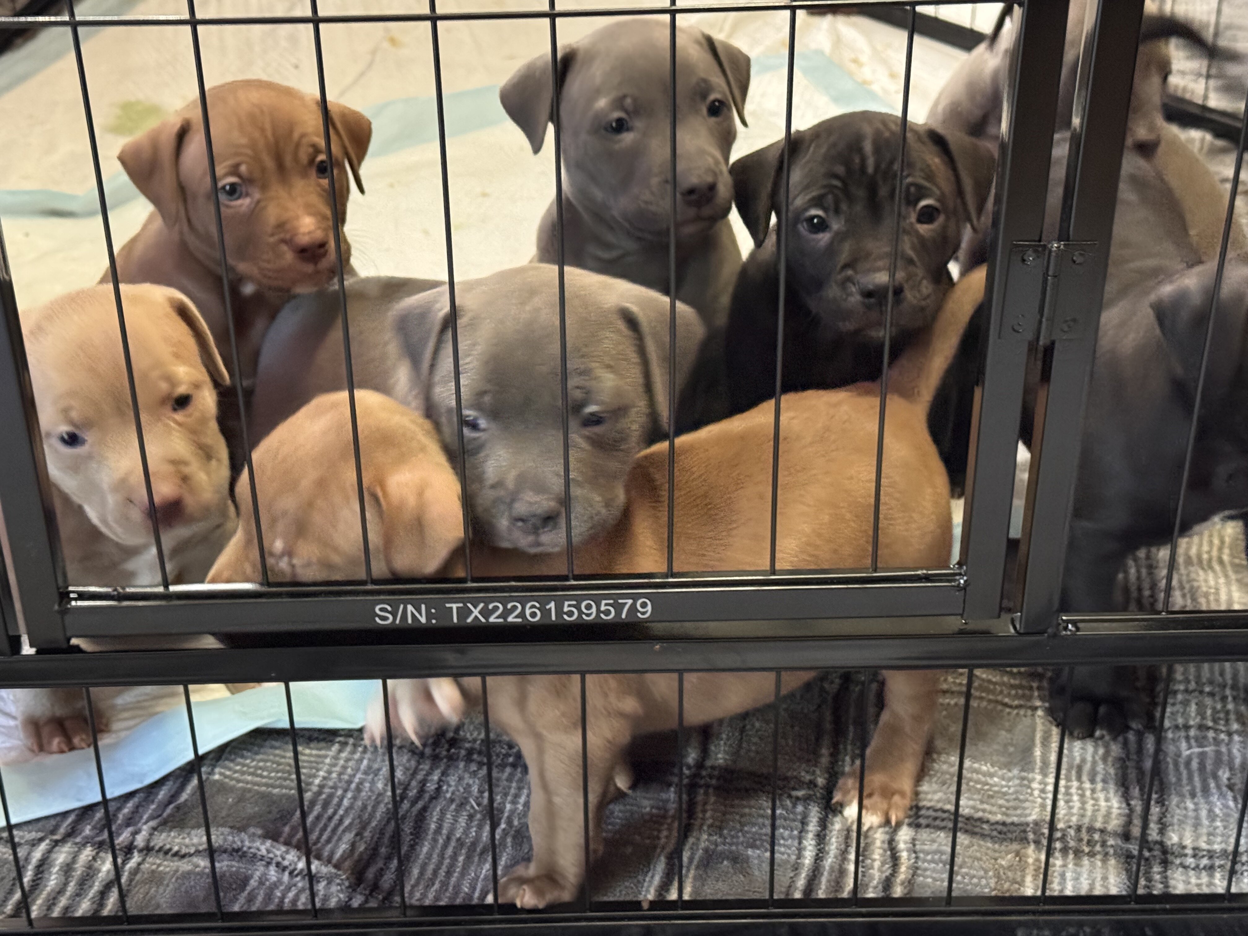 Pitbull puppies image 3