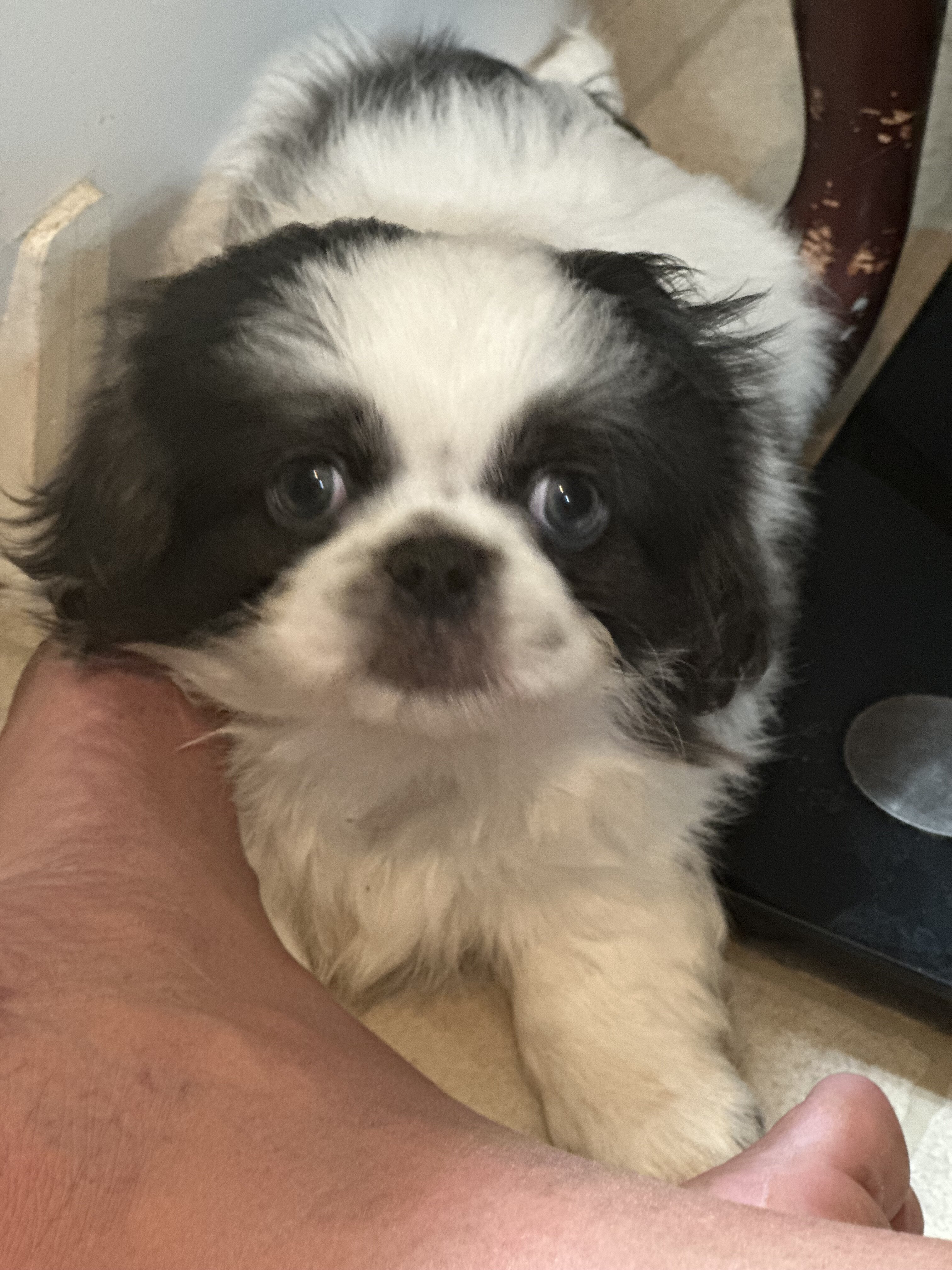 CKC Pekingese Puppies image 5