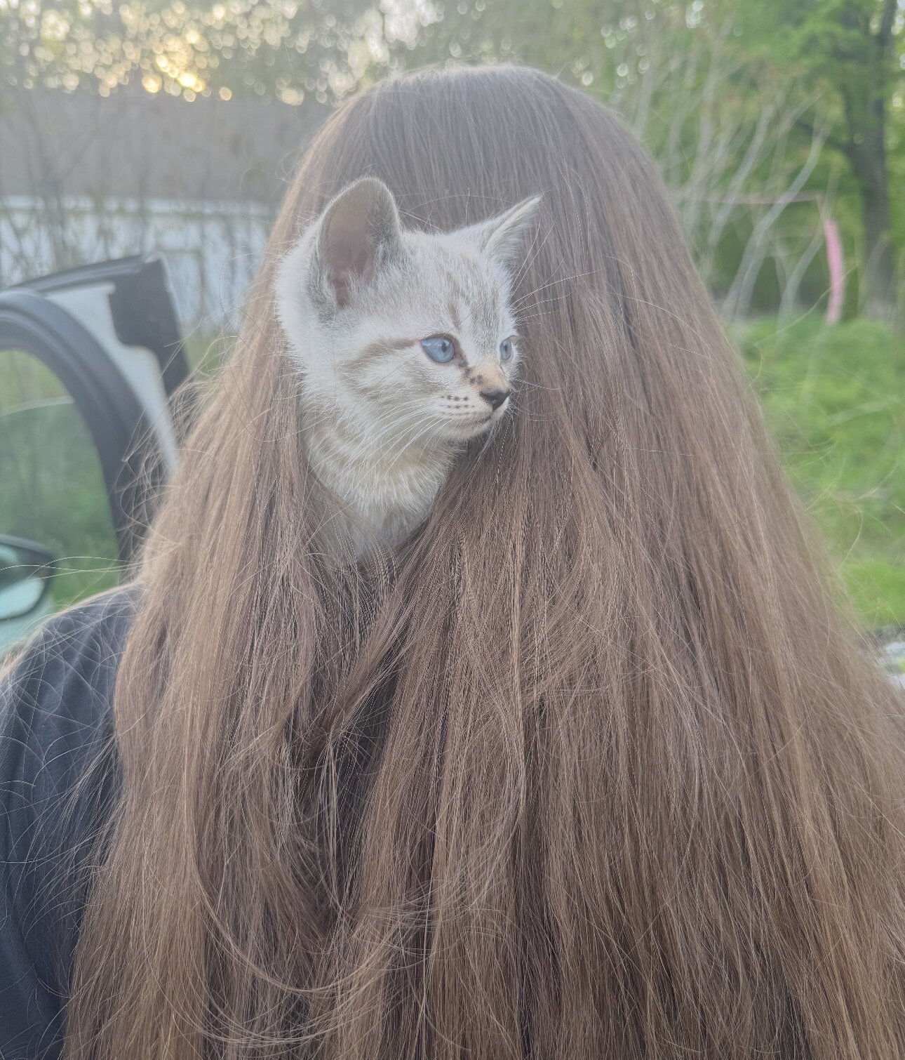 Ragdoll/MaineCoon Mix image 3