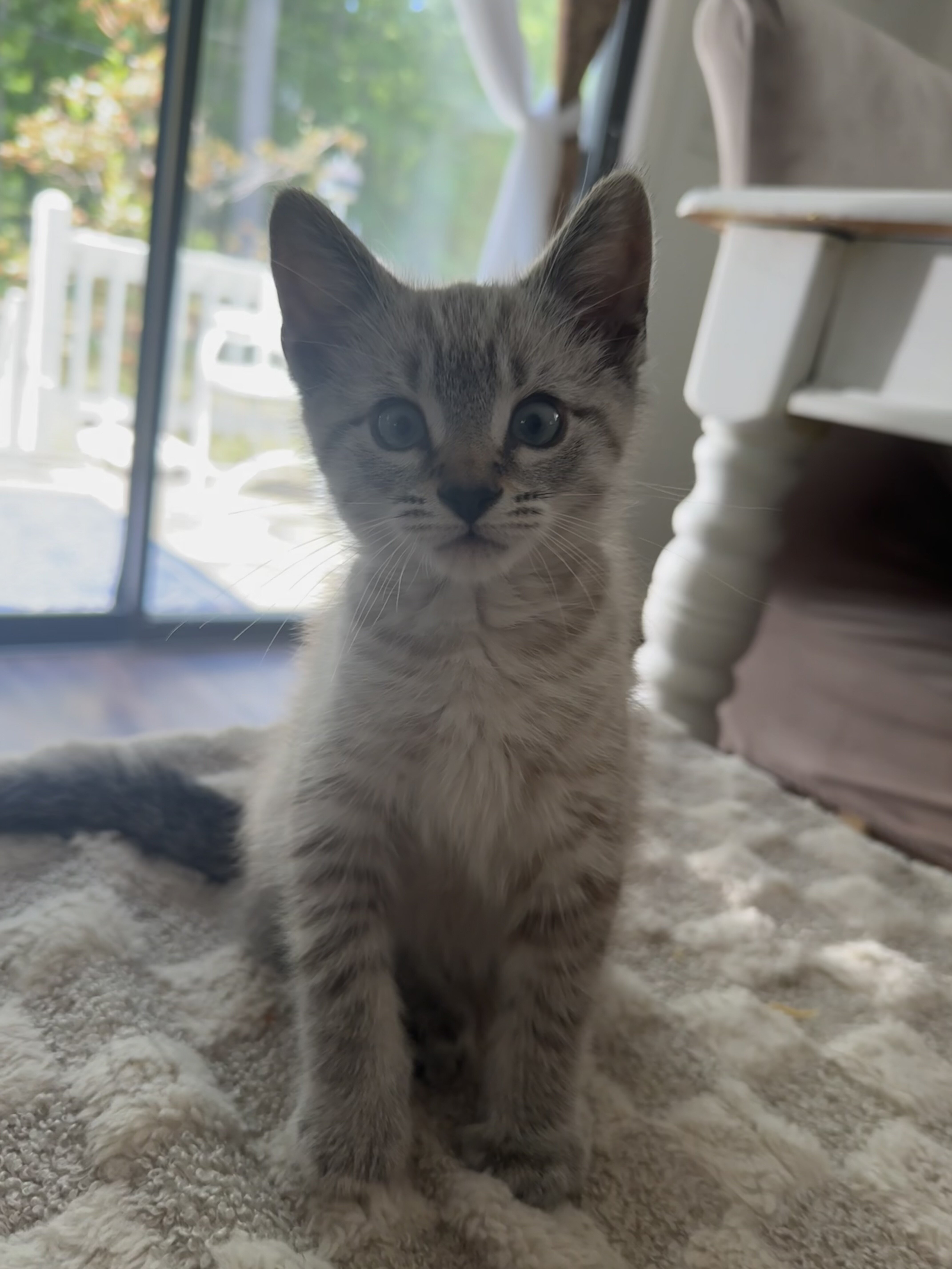 Ragdoll/MaineCoon Mix image 4