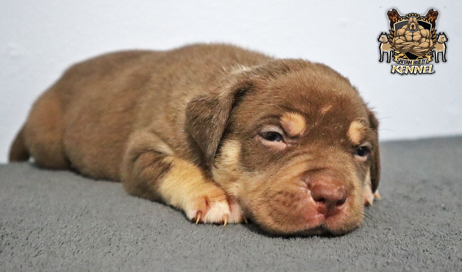 XL American Bully Puppies image 5