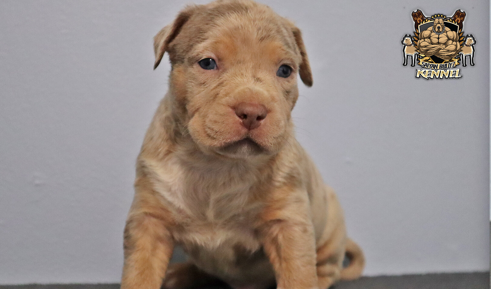 XL American Bully Puppies image 4