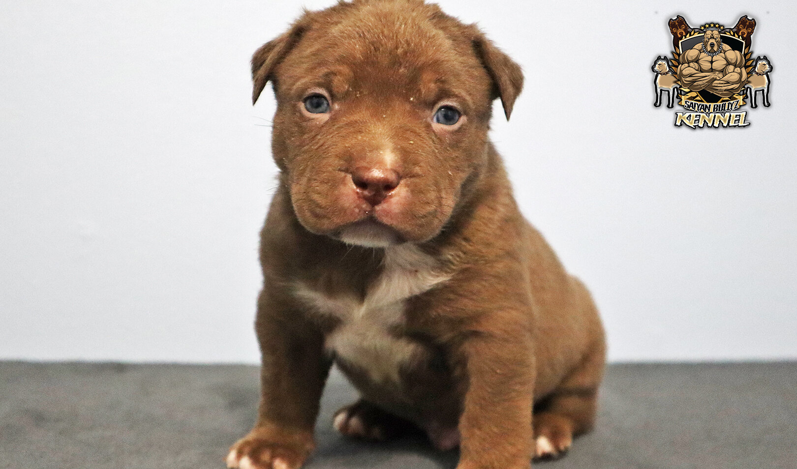 XL American Bully Puppies image 3